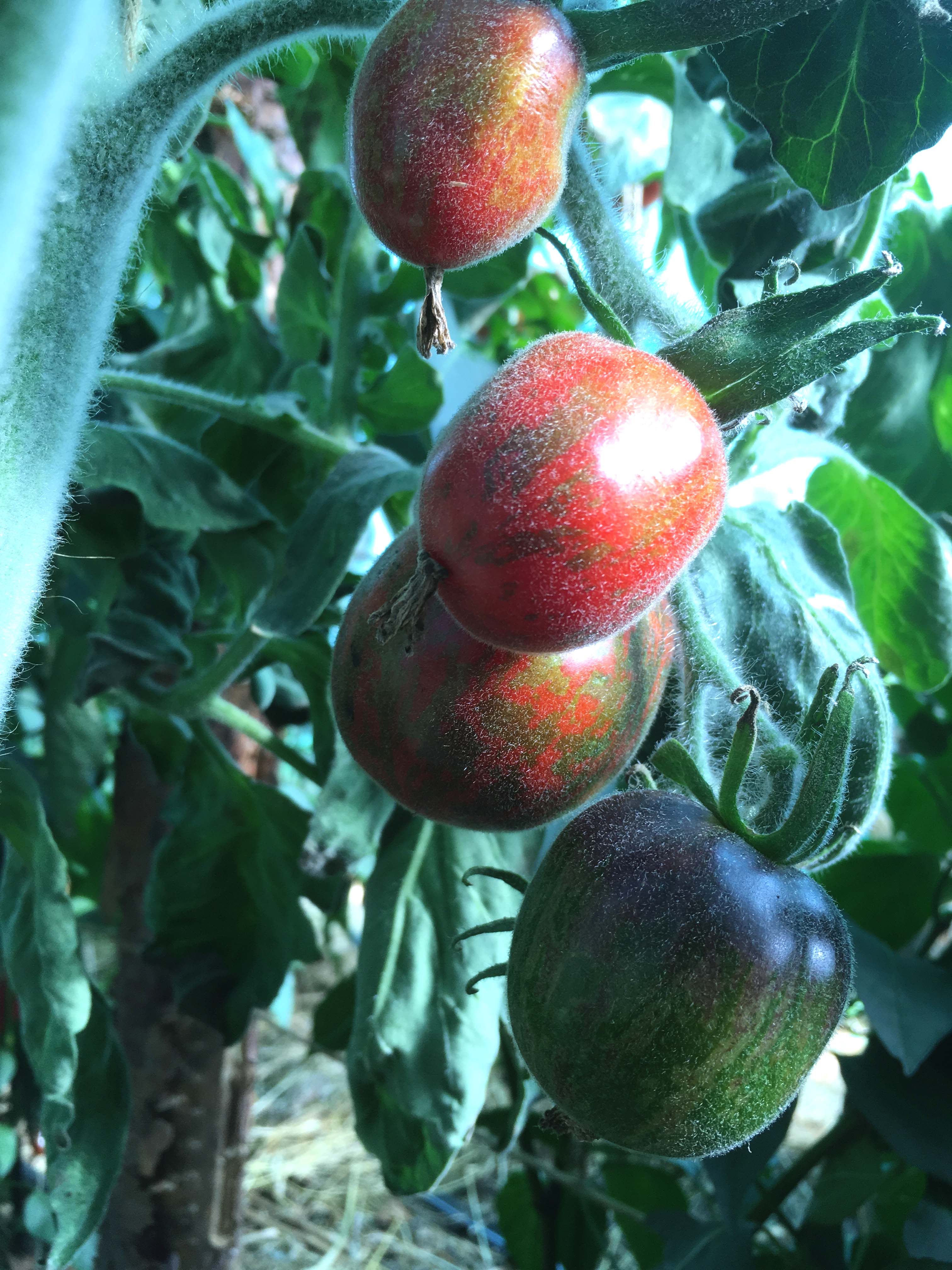 Extravagante Rouffiange (Saatgut)