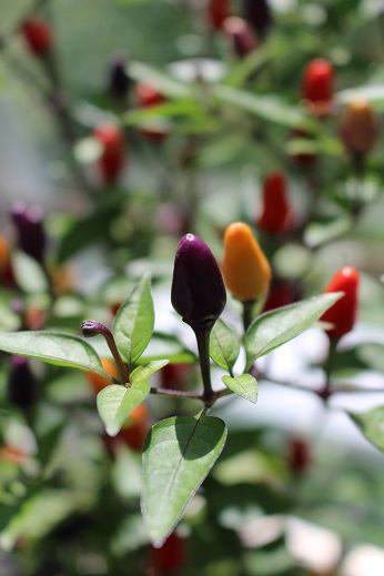 Bolivian Rainbow (Saatgut)