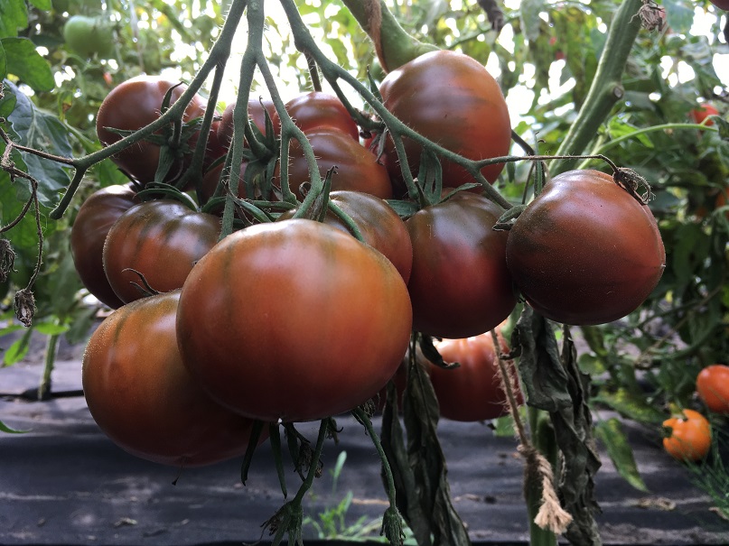 Purple Prince (Saatgut)