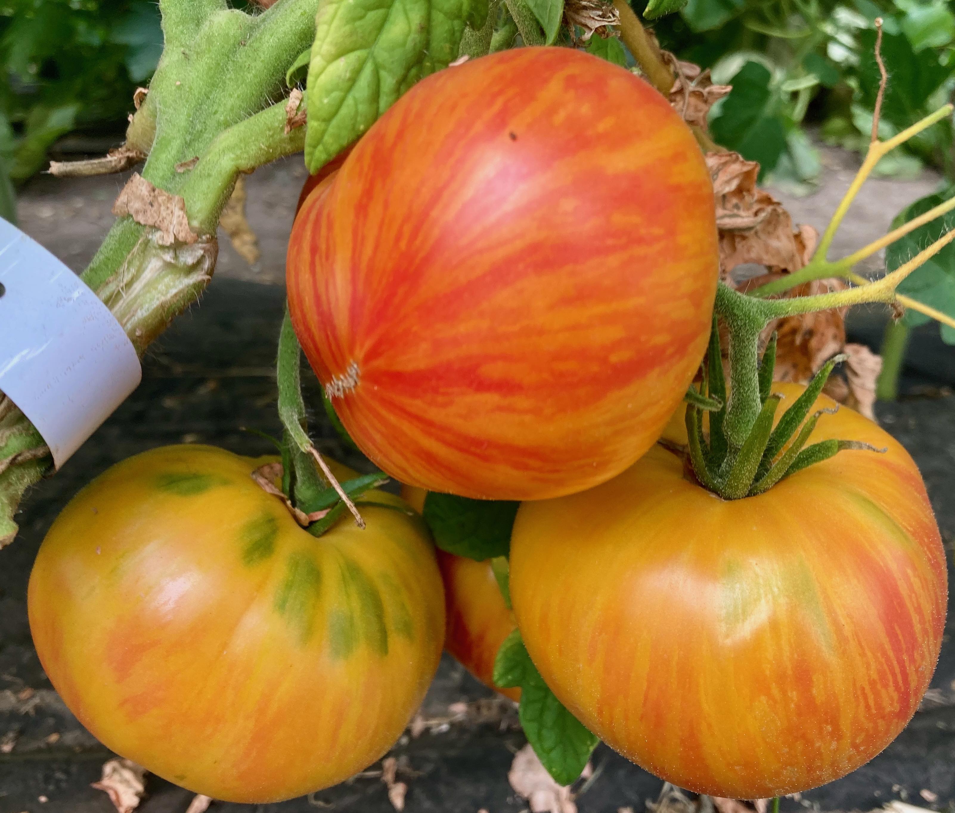 Behind the Wheel - Depeche Mode (Saatgut)