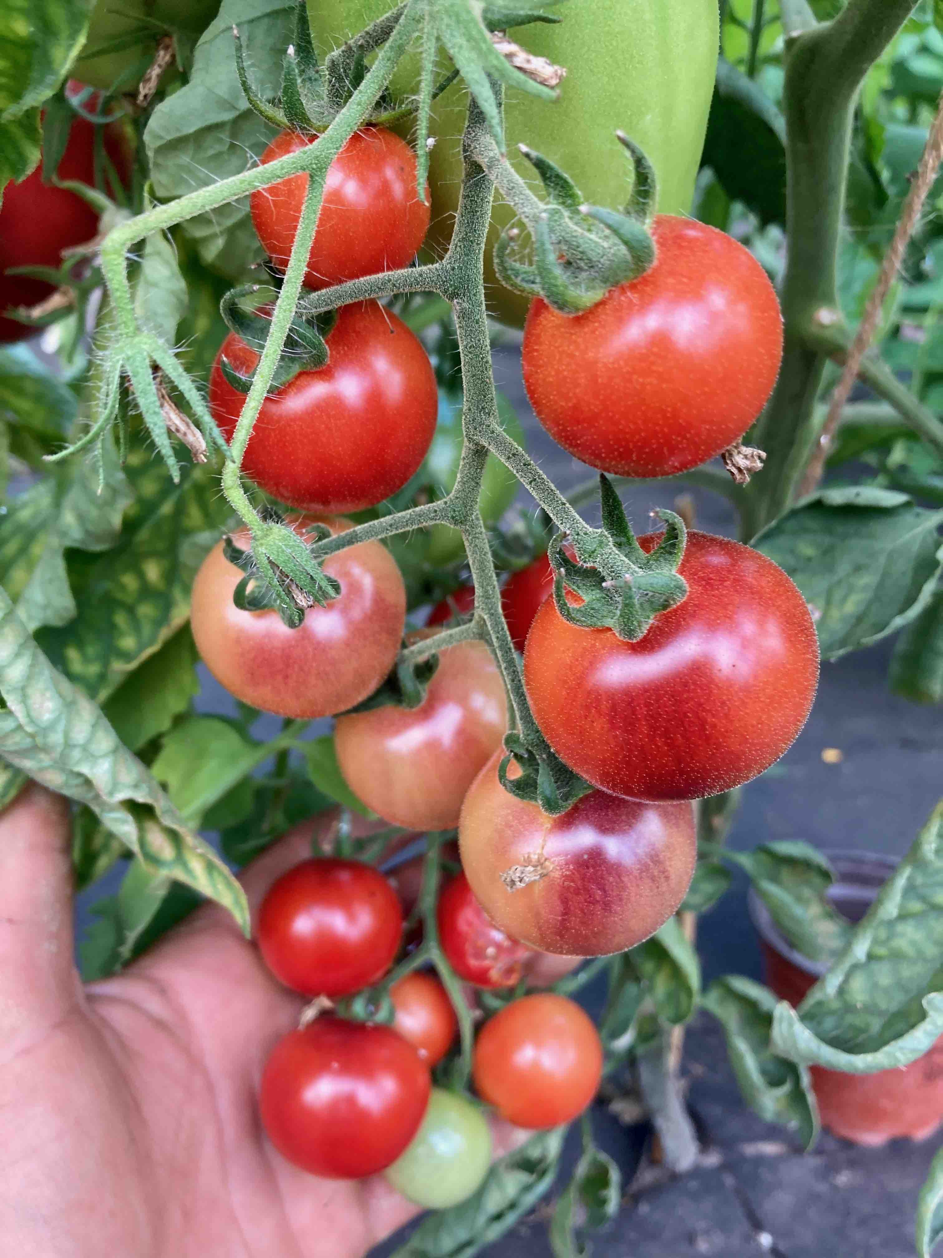 Petit Bleu (Saatgut)