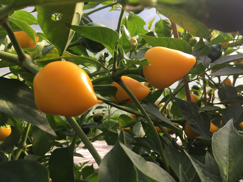 Bonbon Pfefferoni (Saatgut)