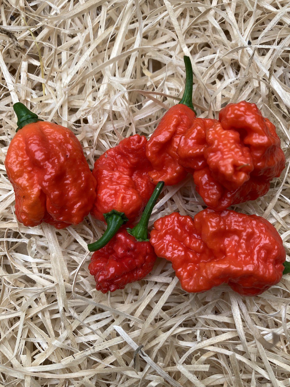 Carolina Reaper (Bio-Frischware)