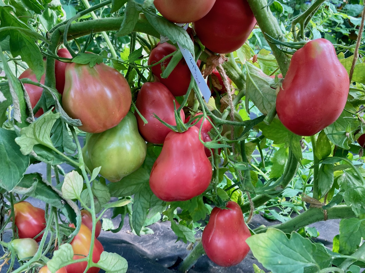 Purple Pear Brandywine (Saatgut)