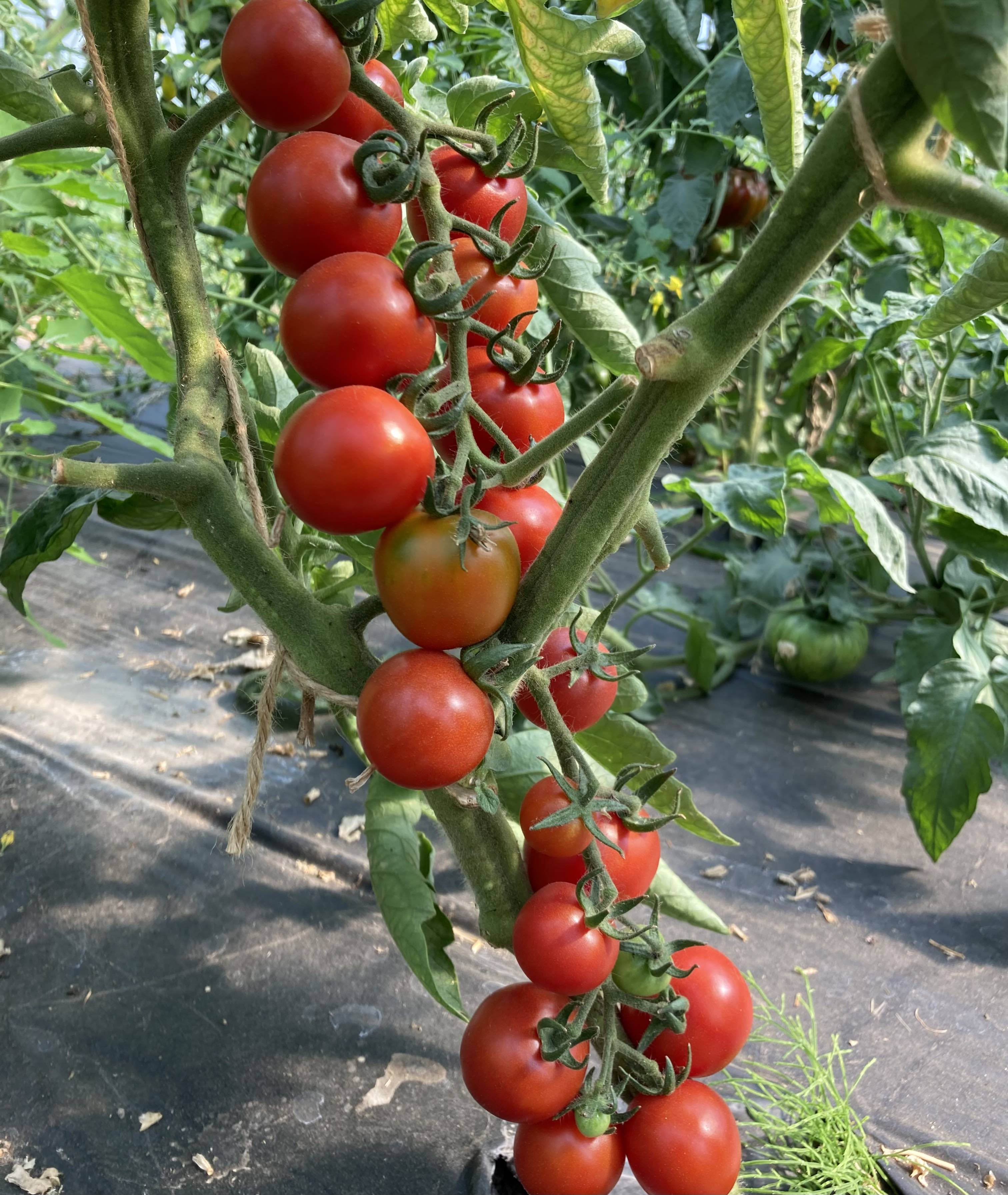 Bernarys Gartenfreude (Saatgut)