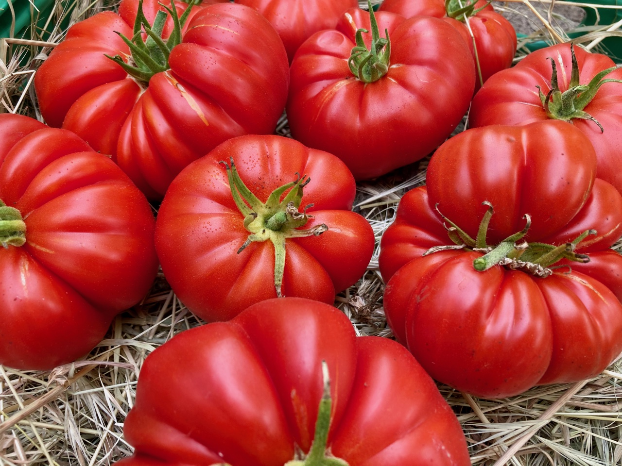 Kozula 244 (Saatgut)