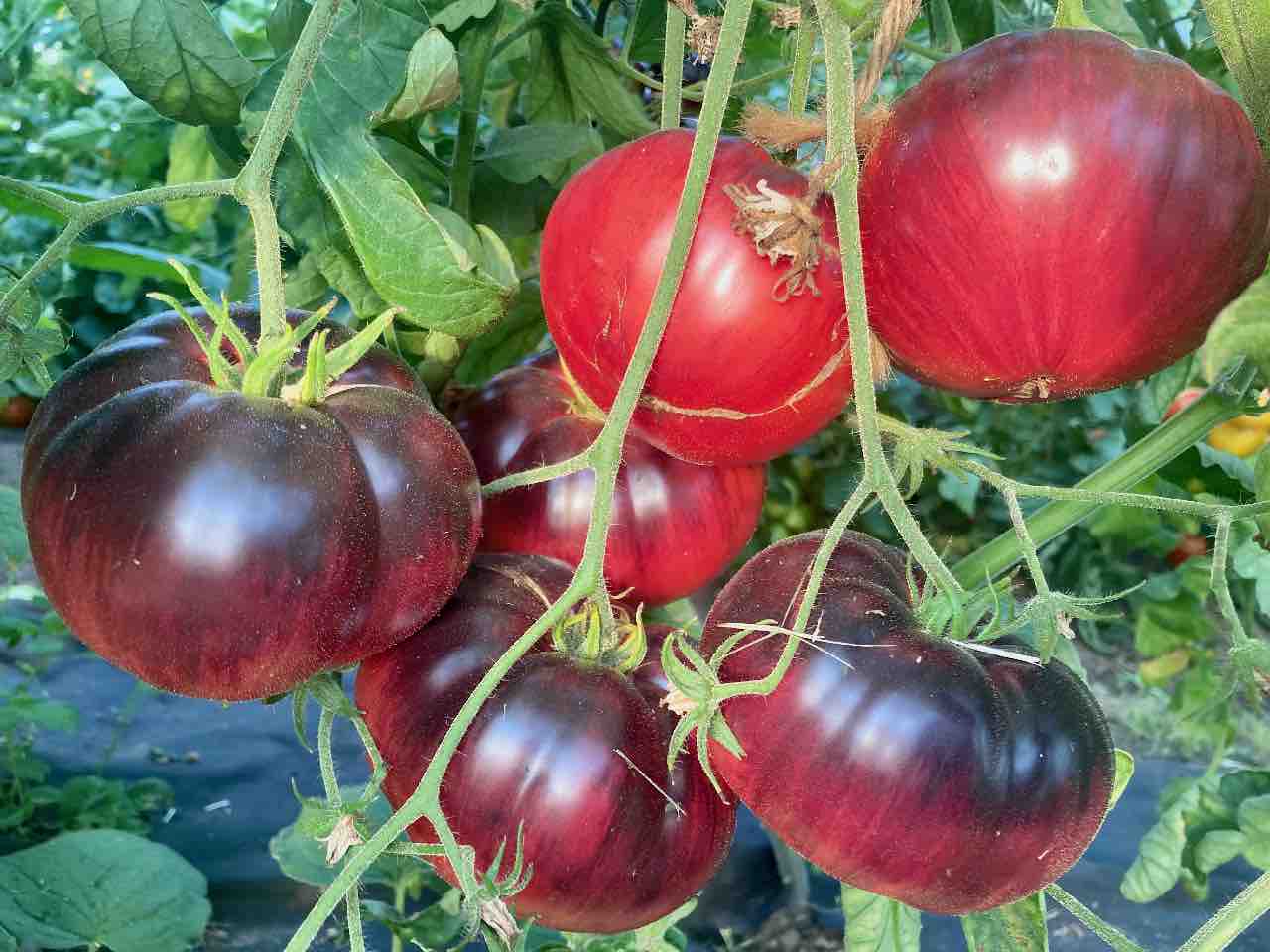 The Reflex (Saatgut)