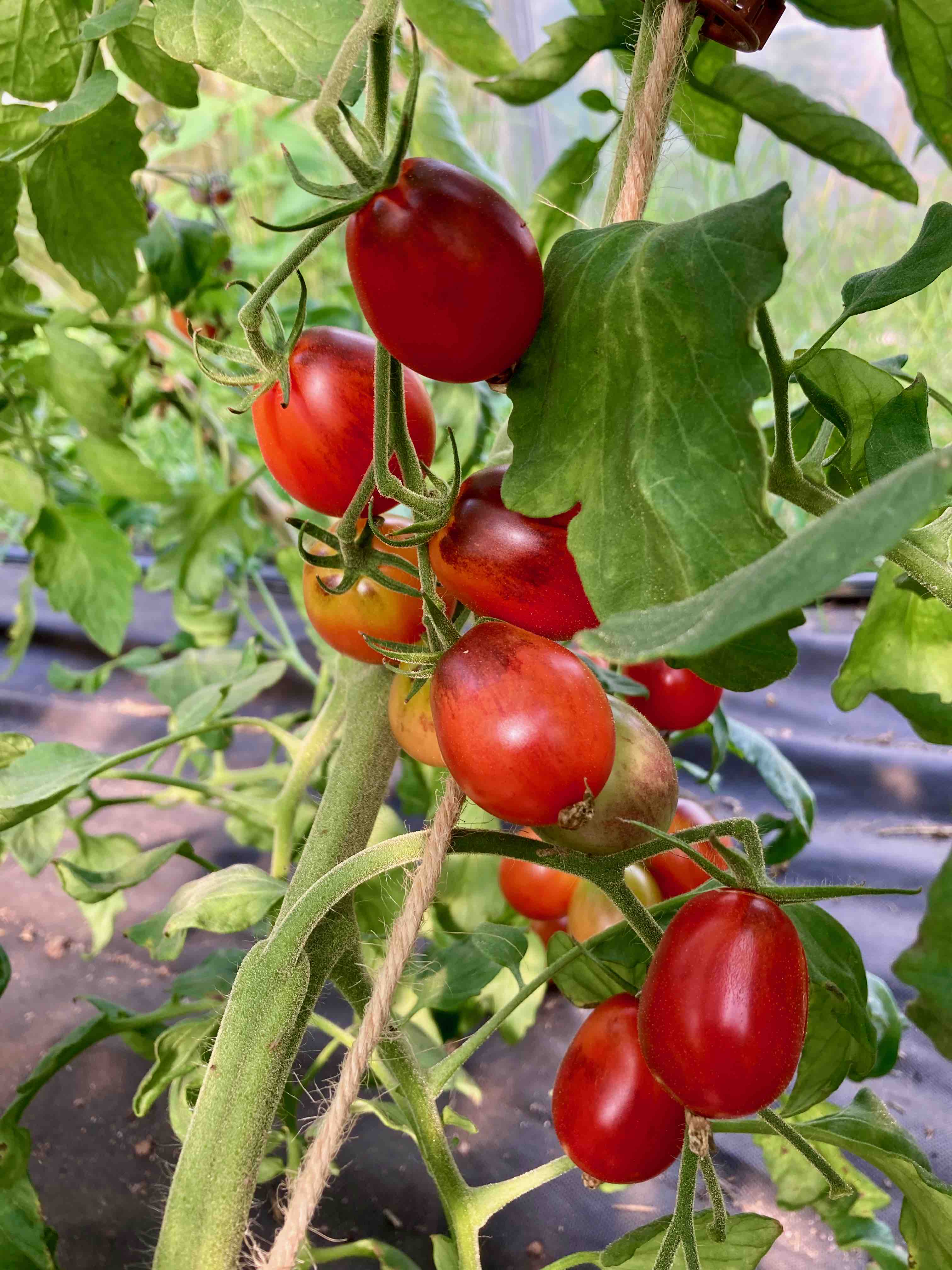 Master - Depeche Mode (Saatgut)