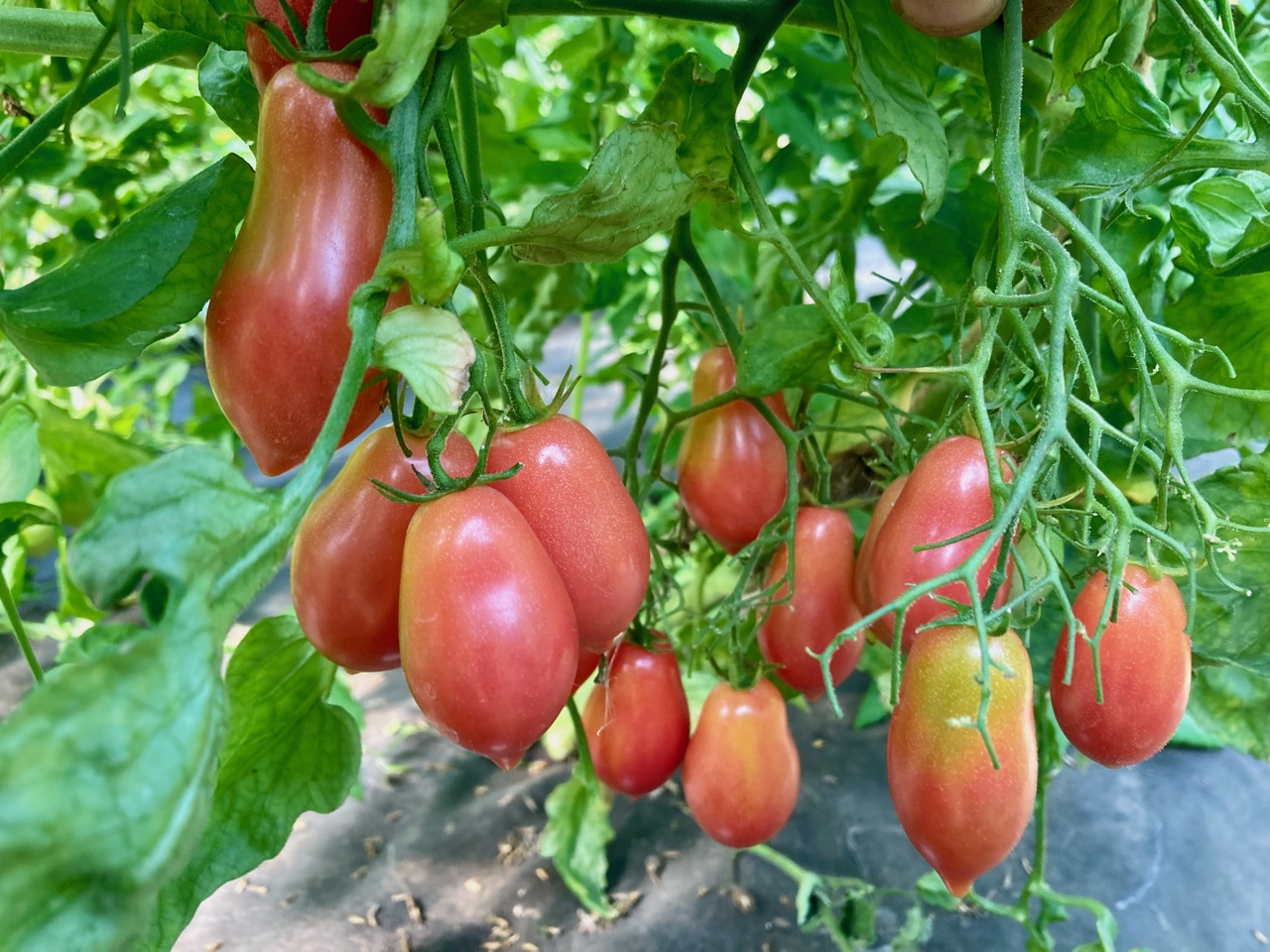 Britain's Breakfast (Saatgut)