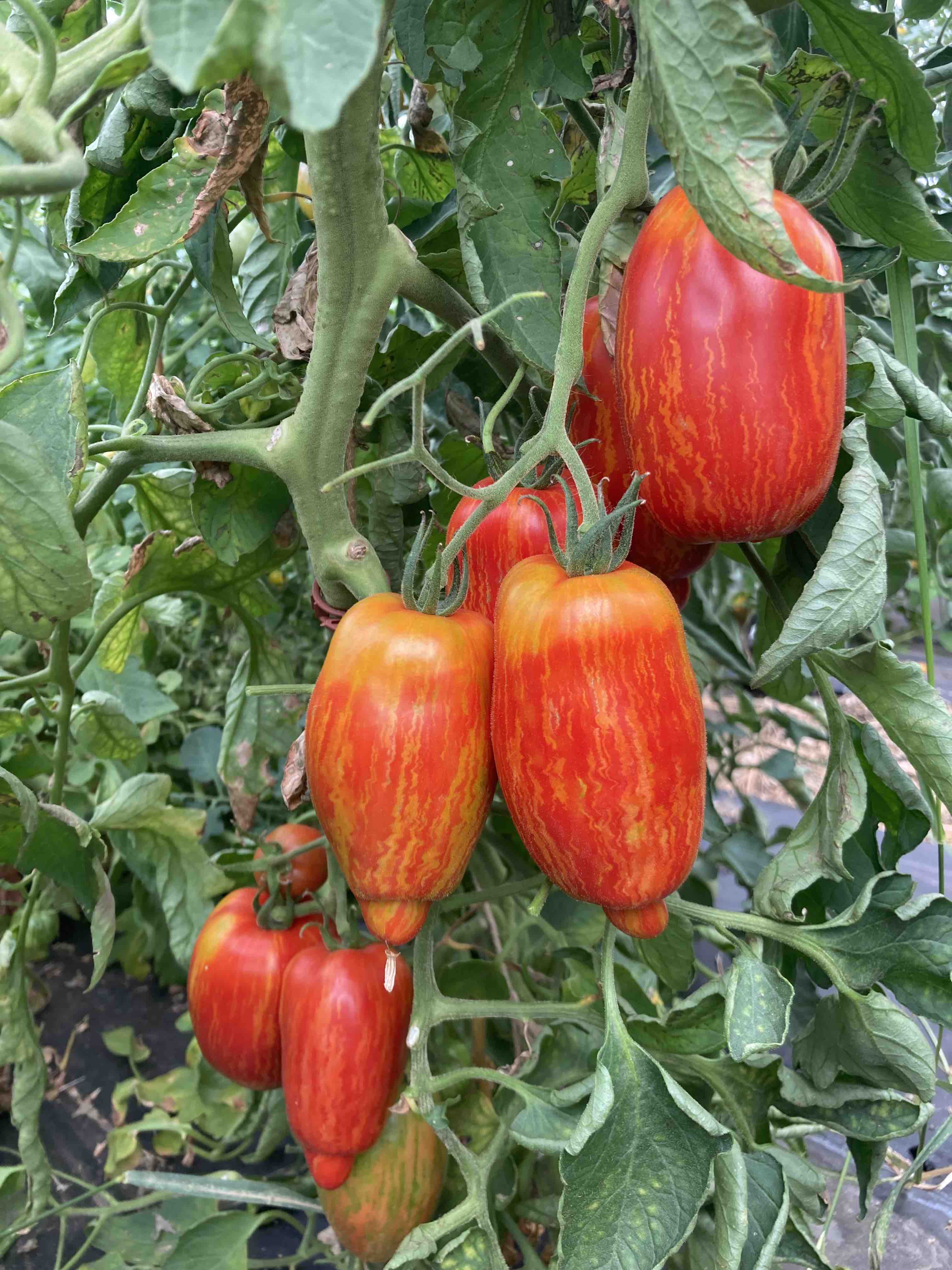 Königsberger gestreift (Saatgut)