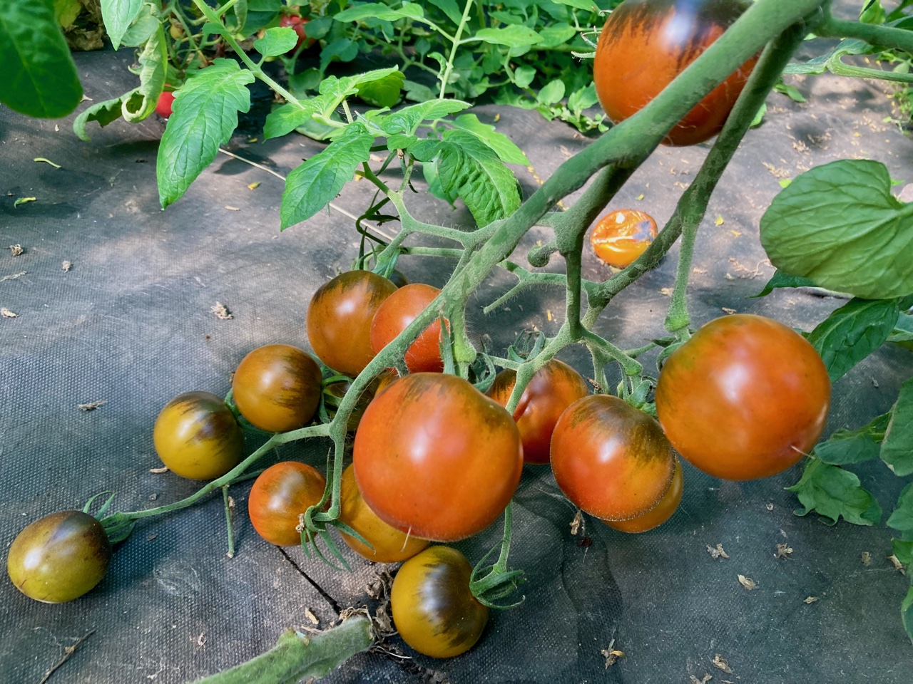 Copper Olive (Saatgut)