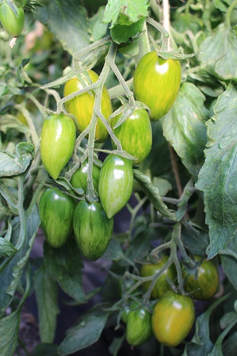 Lucky Tiger (Saatgut)