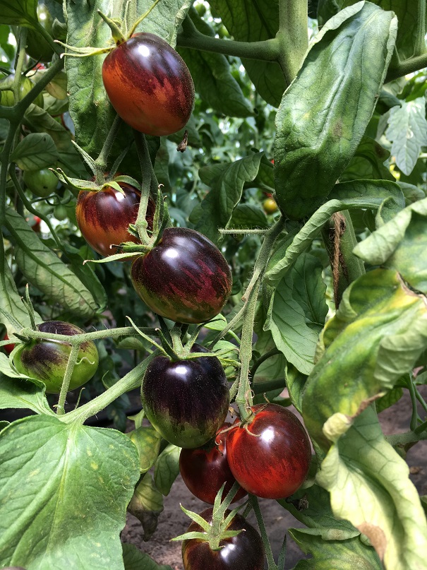 Purple Dragon (Saatgut)