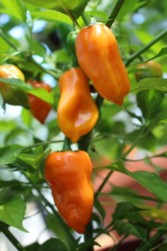 Habanero Orange (Saatgut)