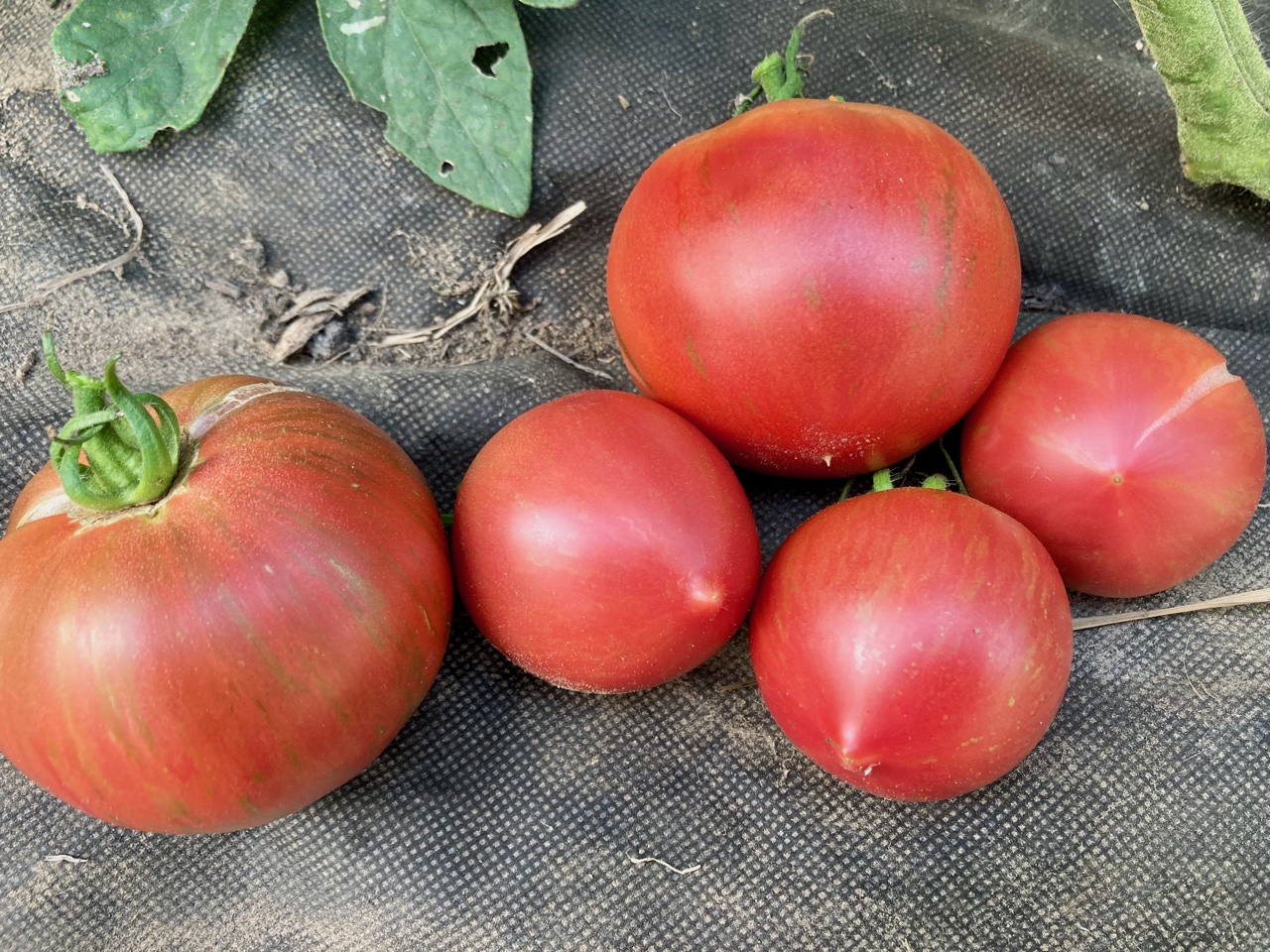 Kozula 128 (Saatgut)