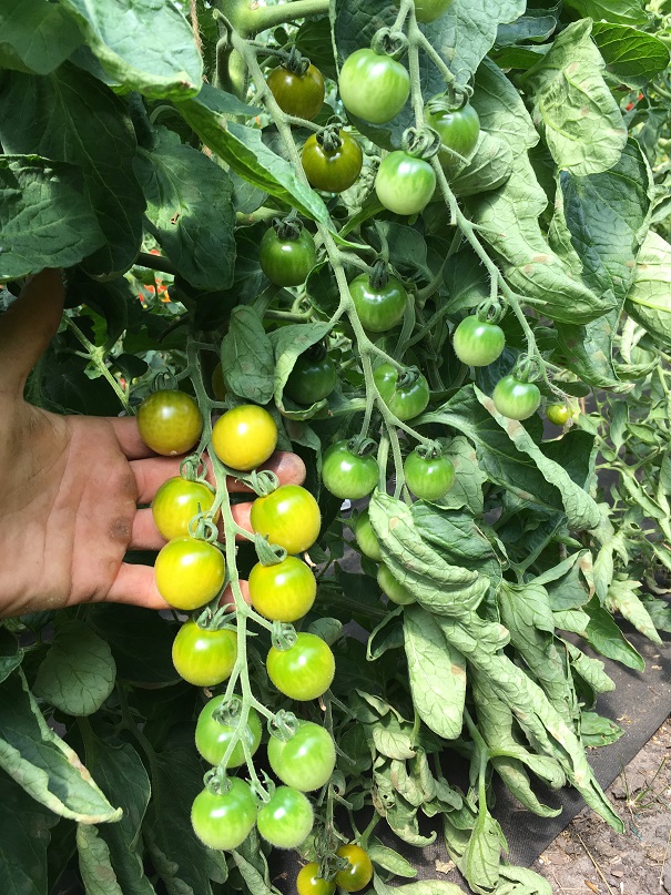 Green Doctors (Saatgut)