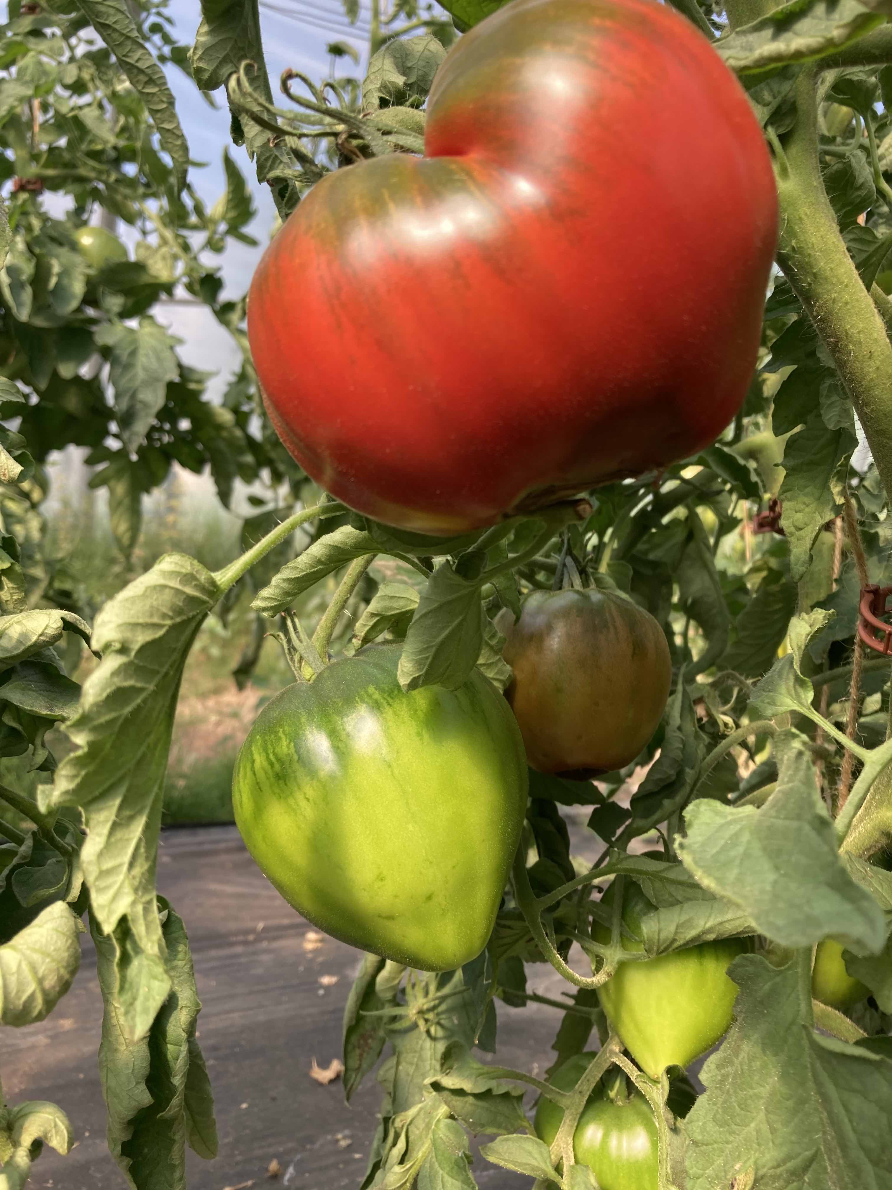 Reinhards Purple Heart (Saatgut)