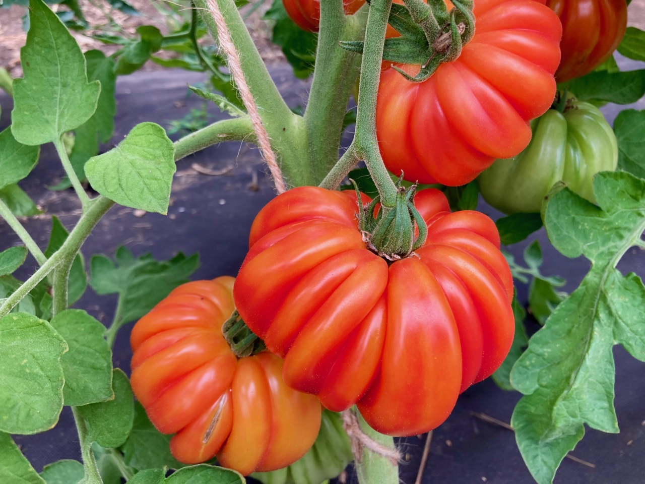 Märchenfeuer (Saatgut)