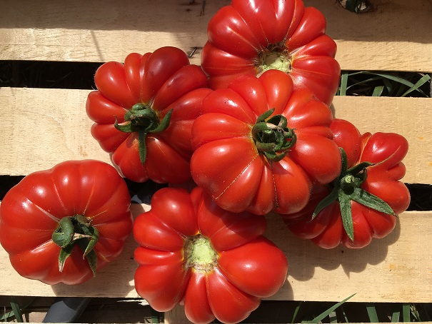 Costoluto Fiorentino (Jungpflanze)