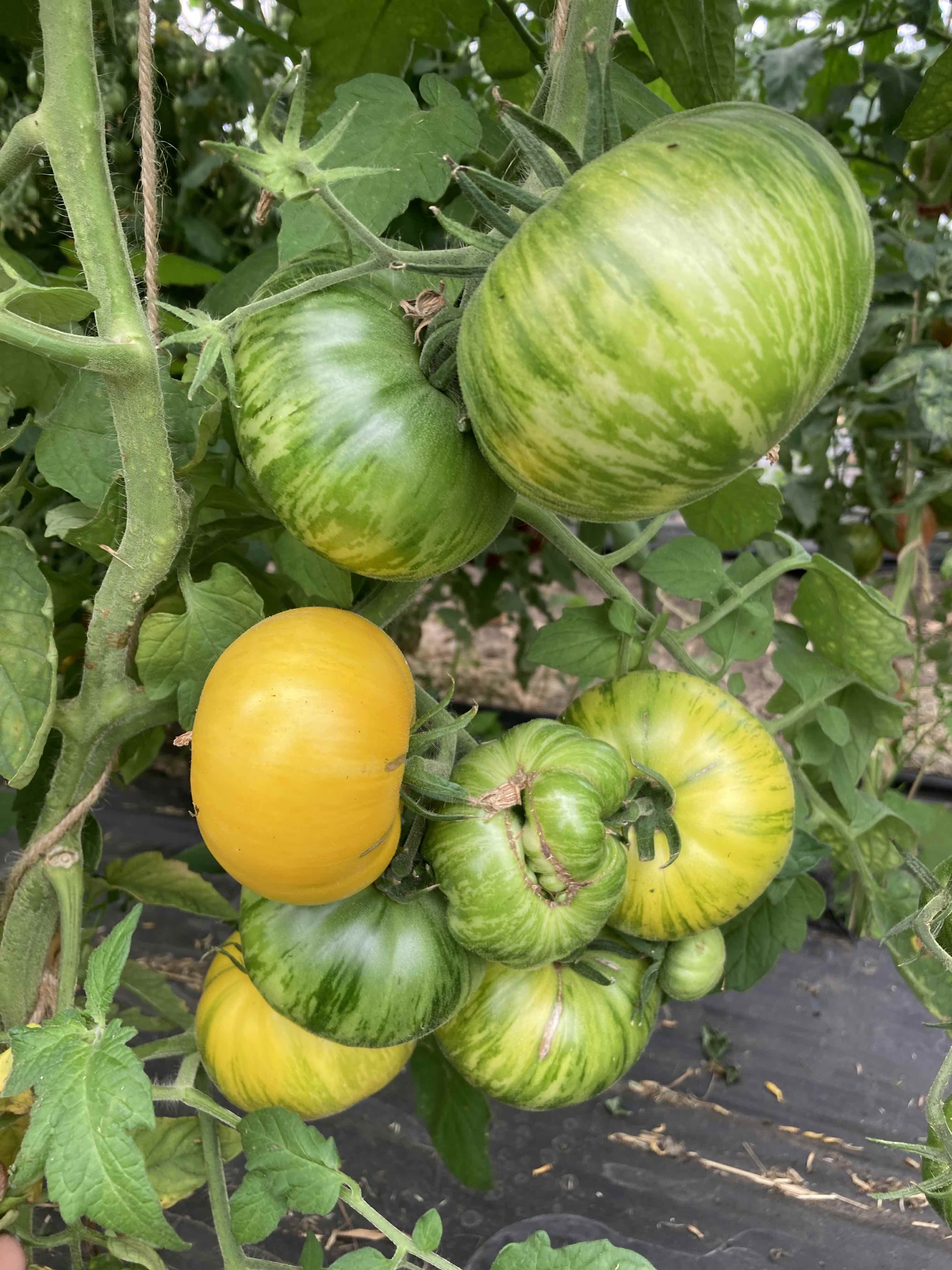 Big Yellow Zebra (Saatgut)