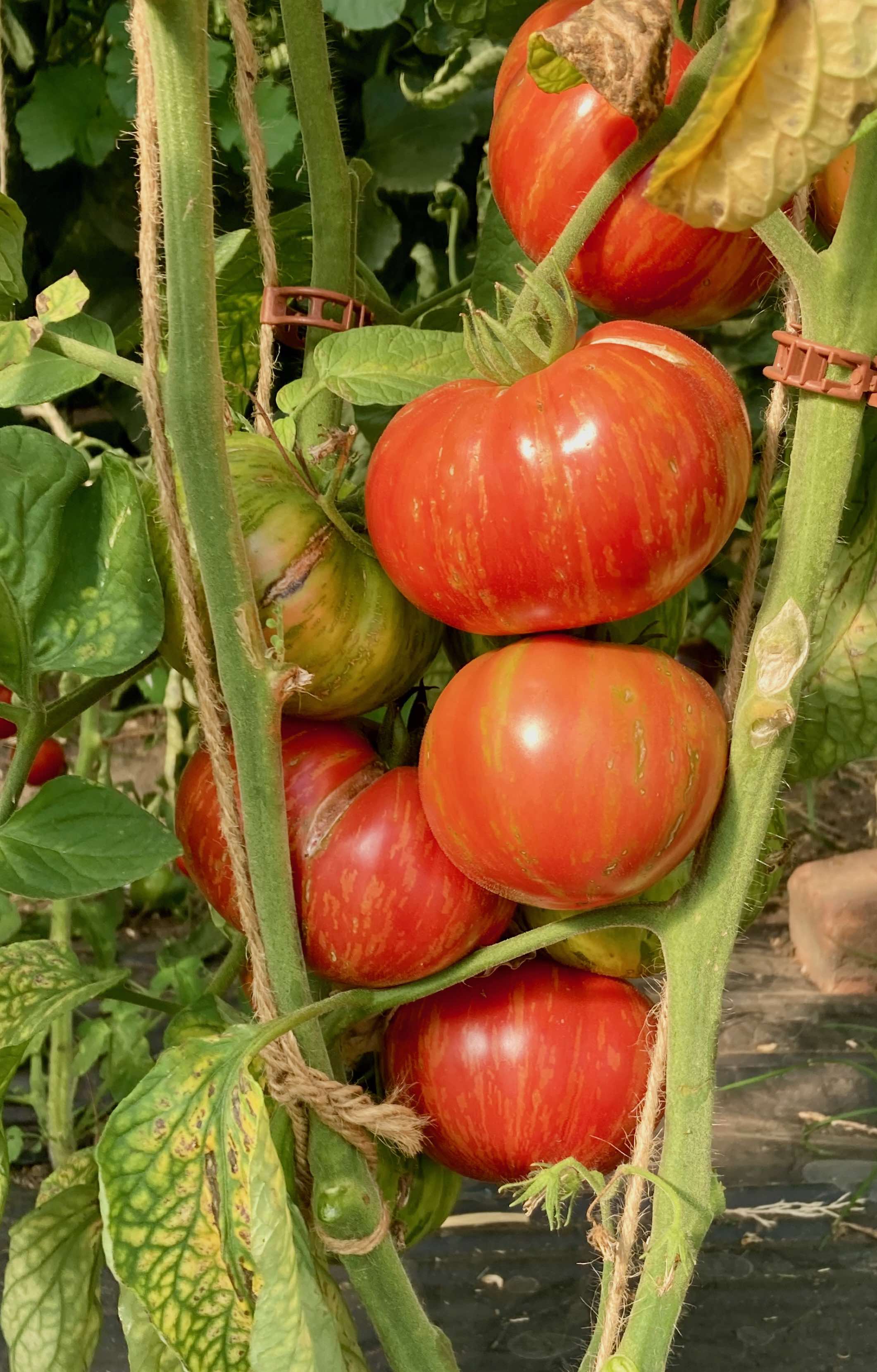 Everything Counts In Large Amounts - Depeche Mode (Saatgut)