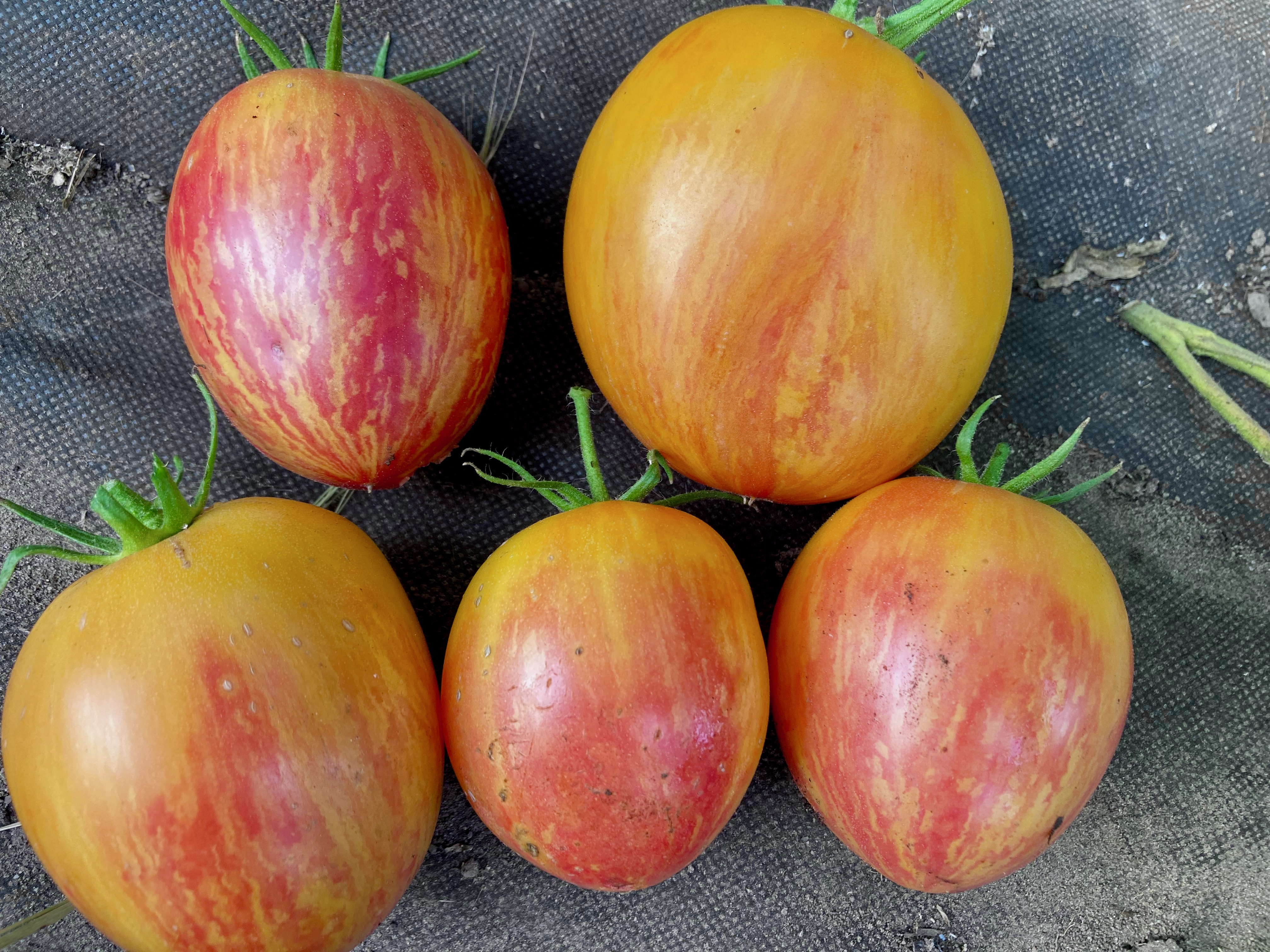 Kozula 134 F9 (Saatgut)