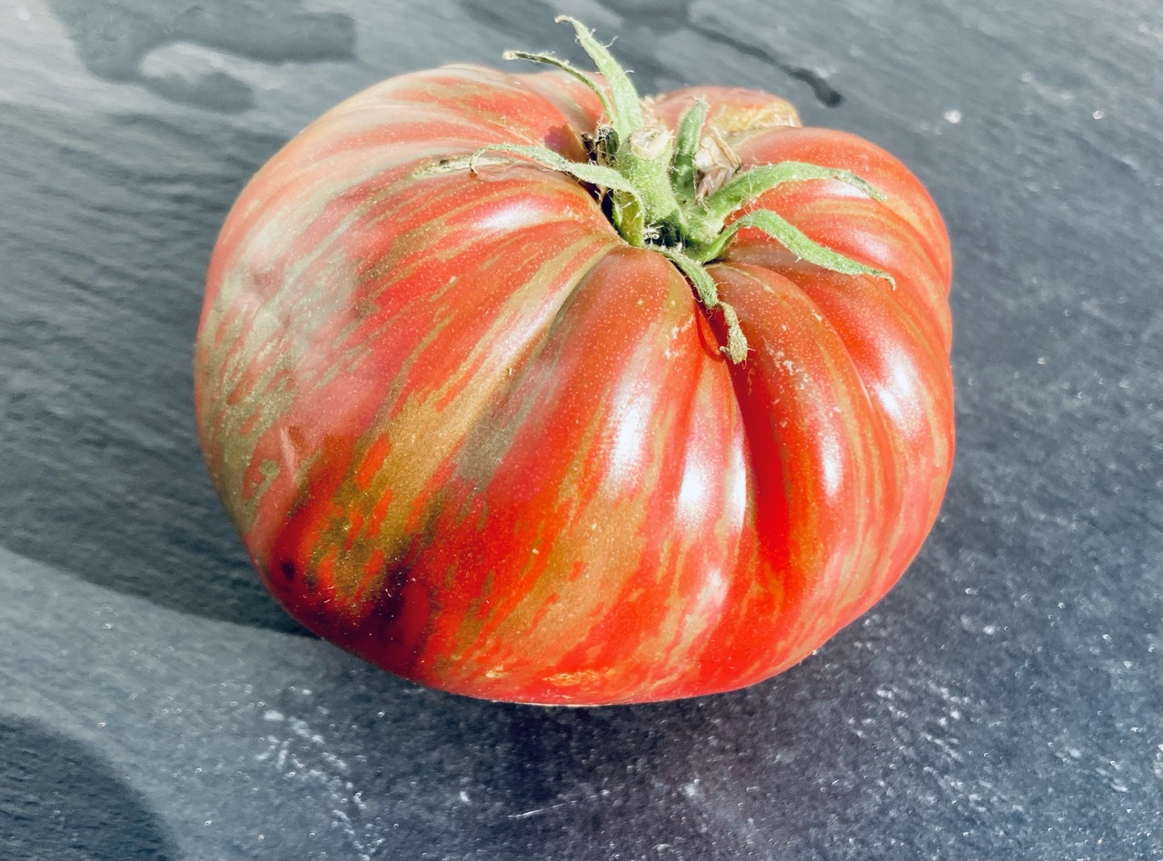 Kozula 125 Czarna Zebra Malinova (Saatgut)