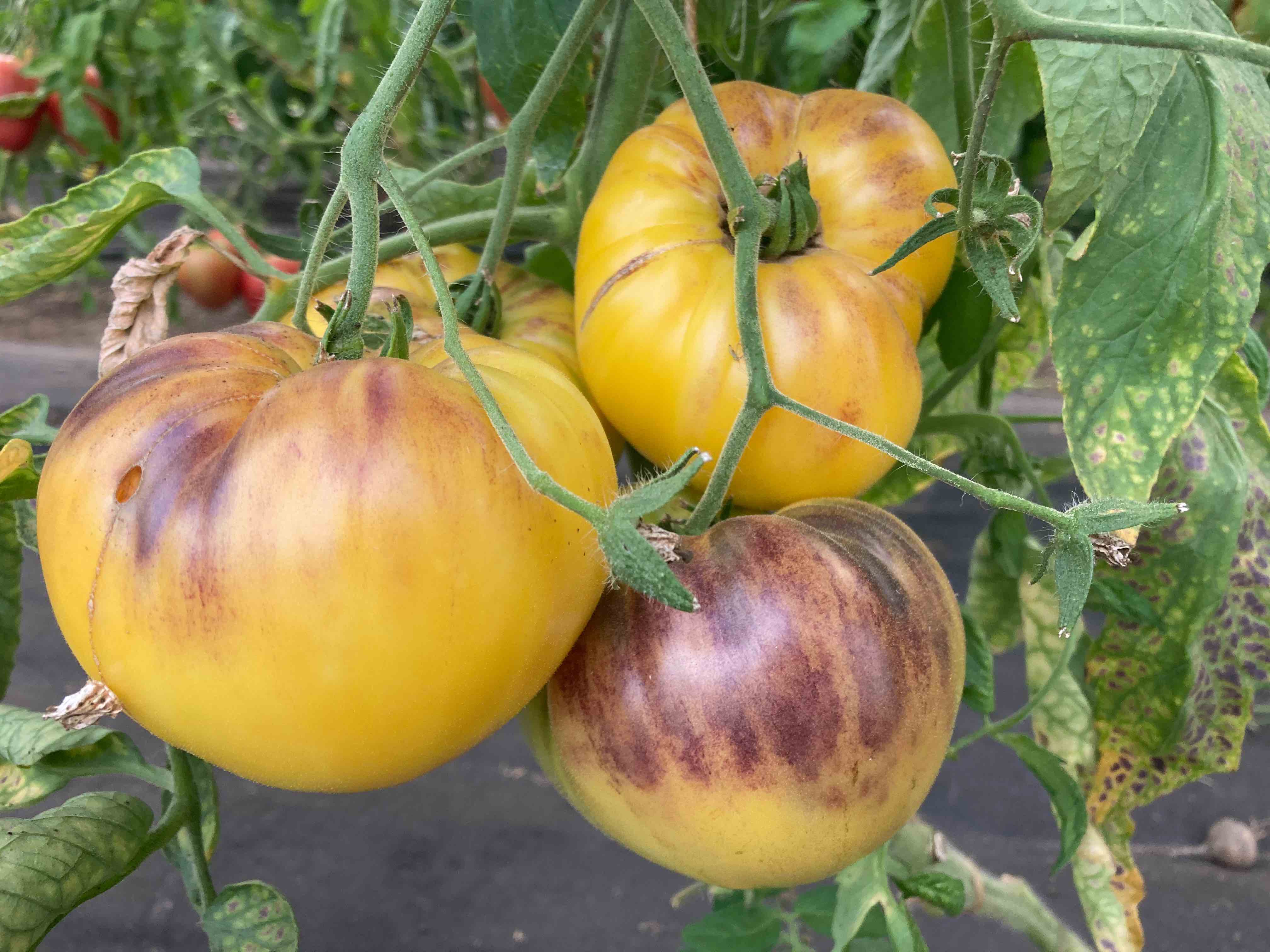 Sgt Pepper's Yellow (Saatgut)