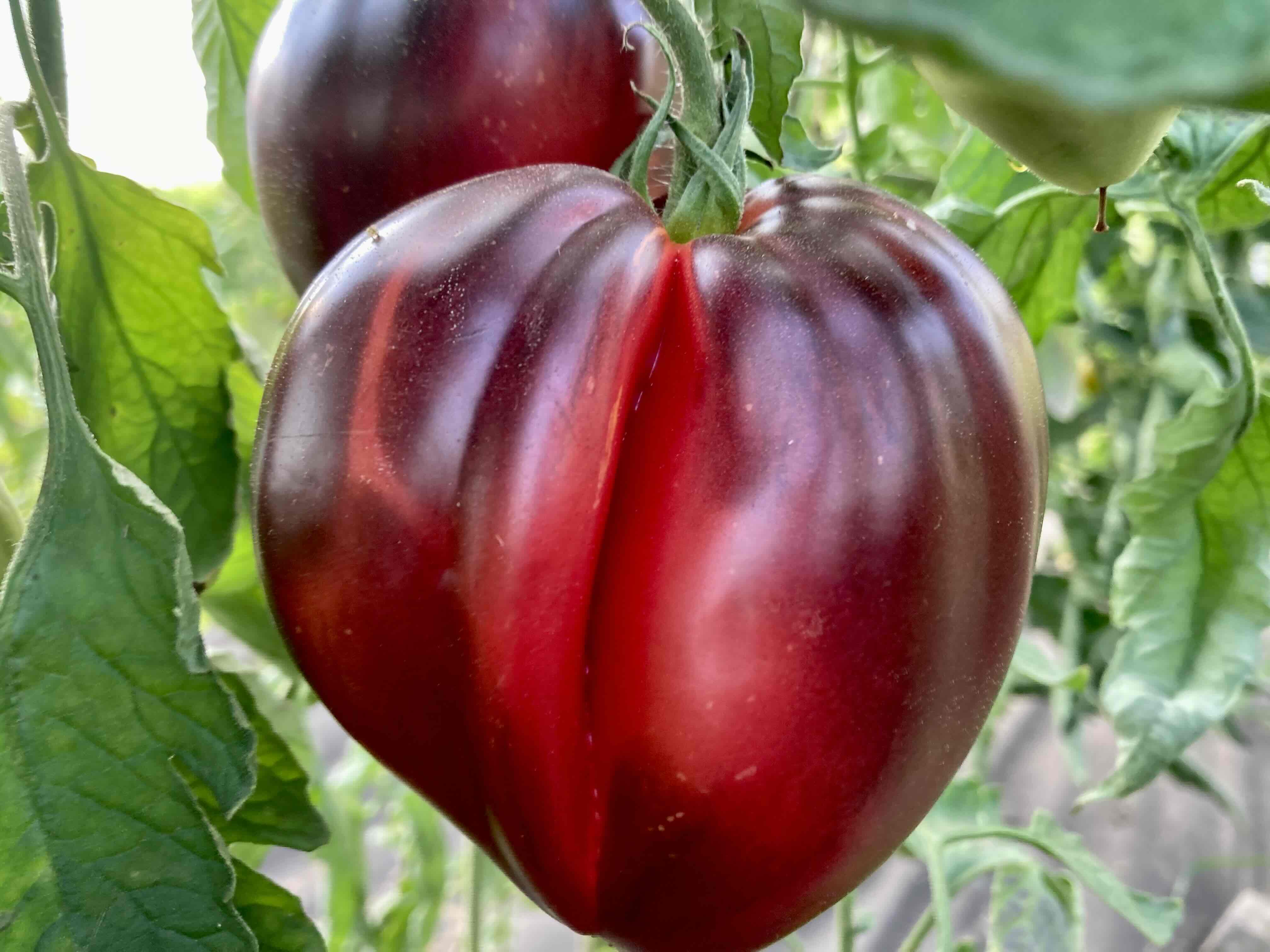 Sgt Pascal & Pascales (Saatgut)