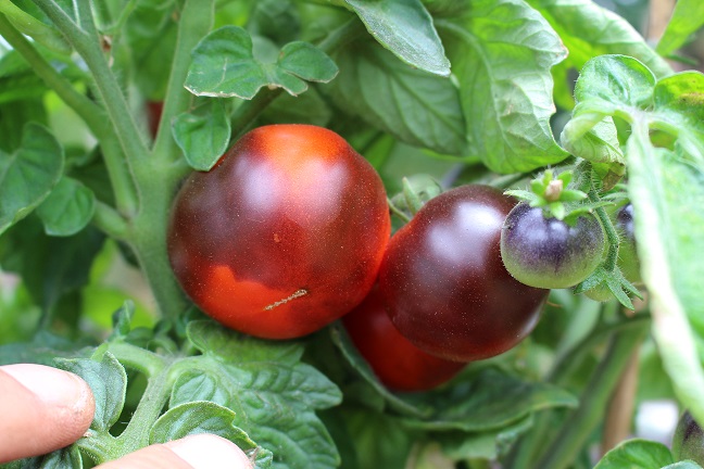 Purple Boy (Saatgut)