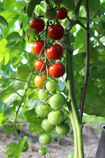 Zuckertraube (Saatgut)