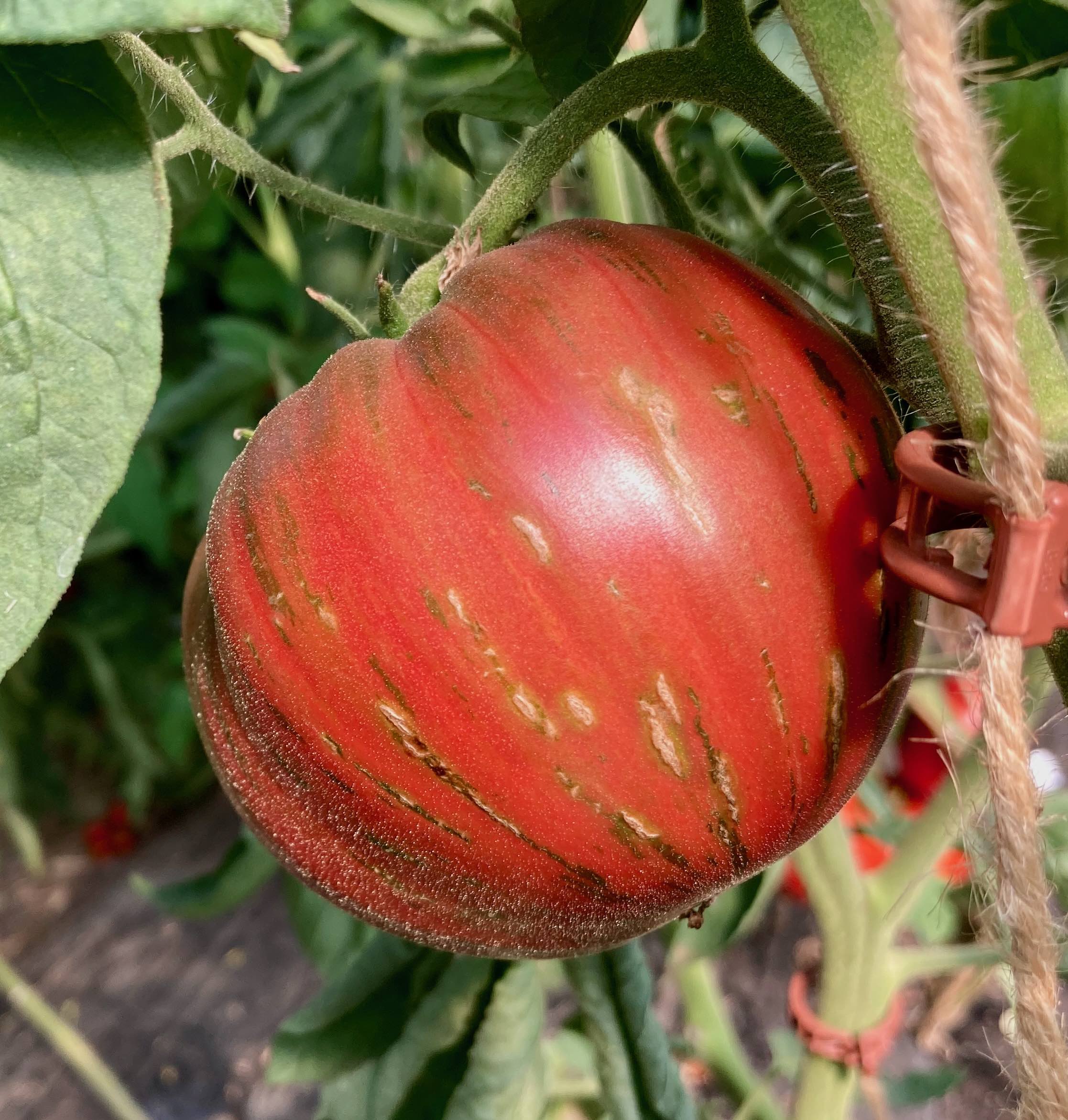 Stuffer Well - Depeche Mode (Saatgut)