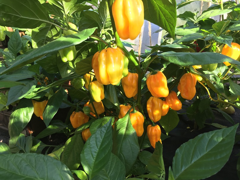 Habanero Golden