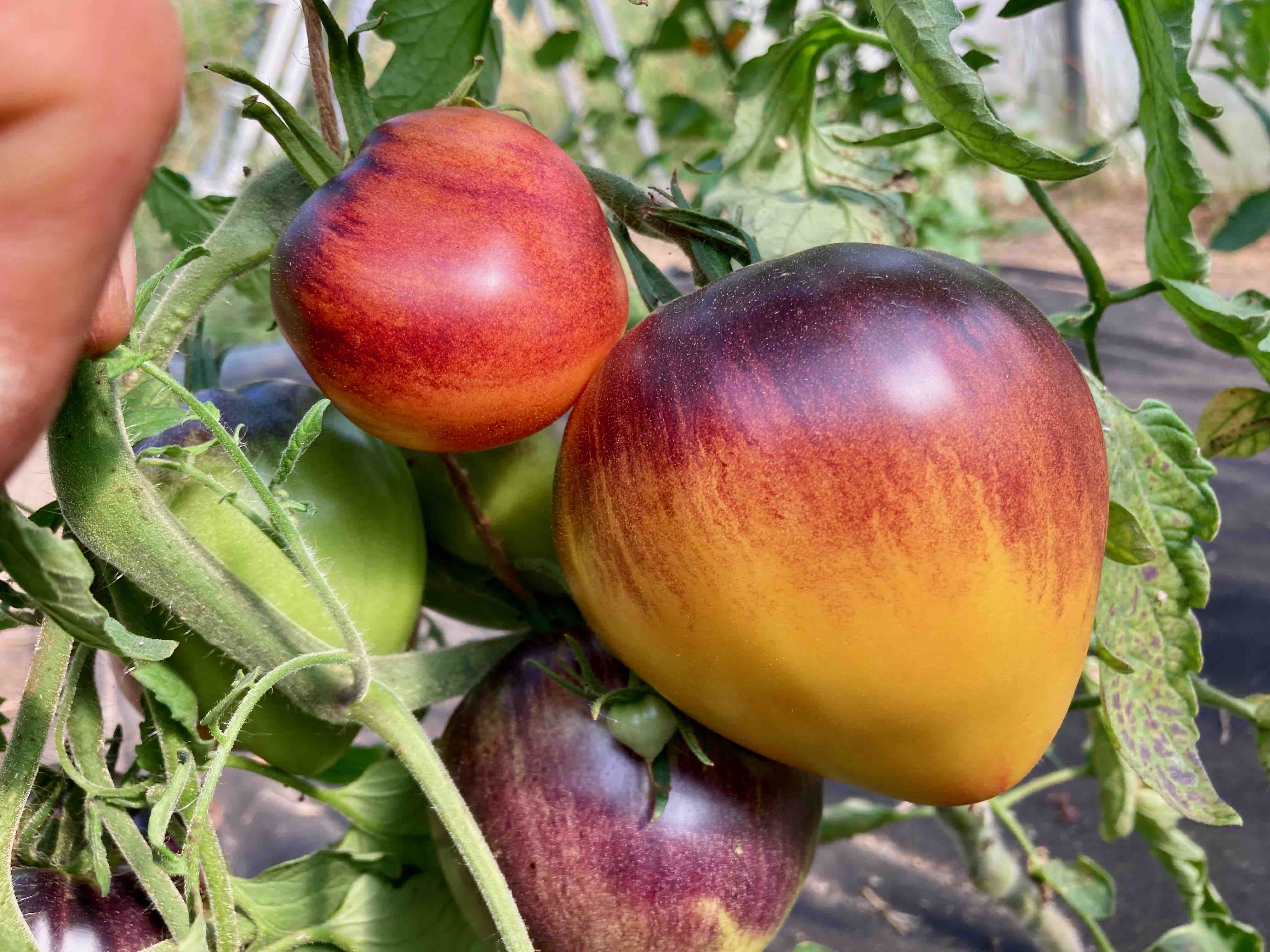 Come Undone (Saatgut)