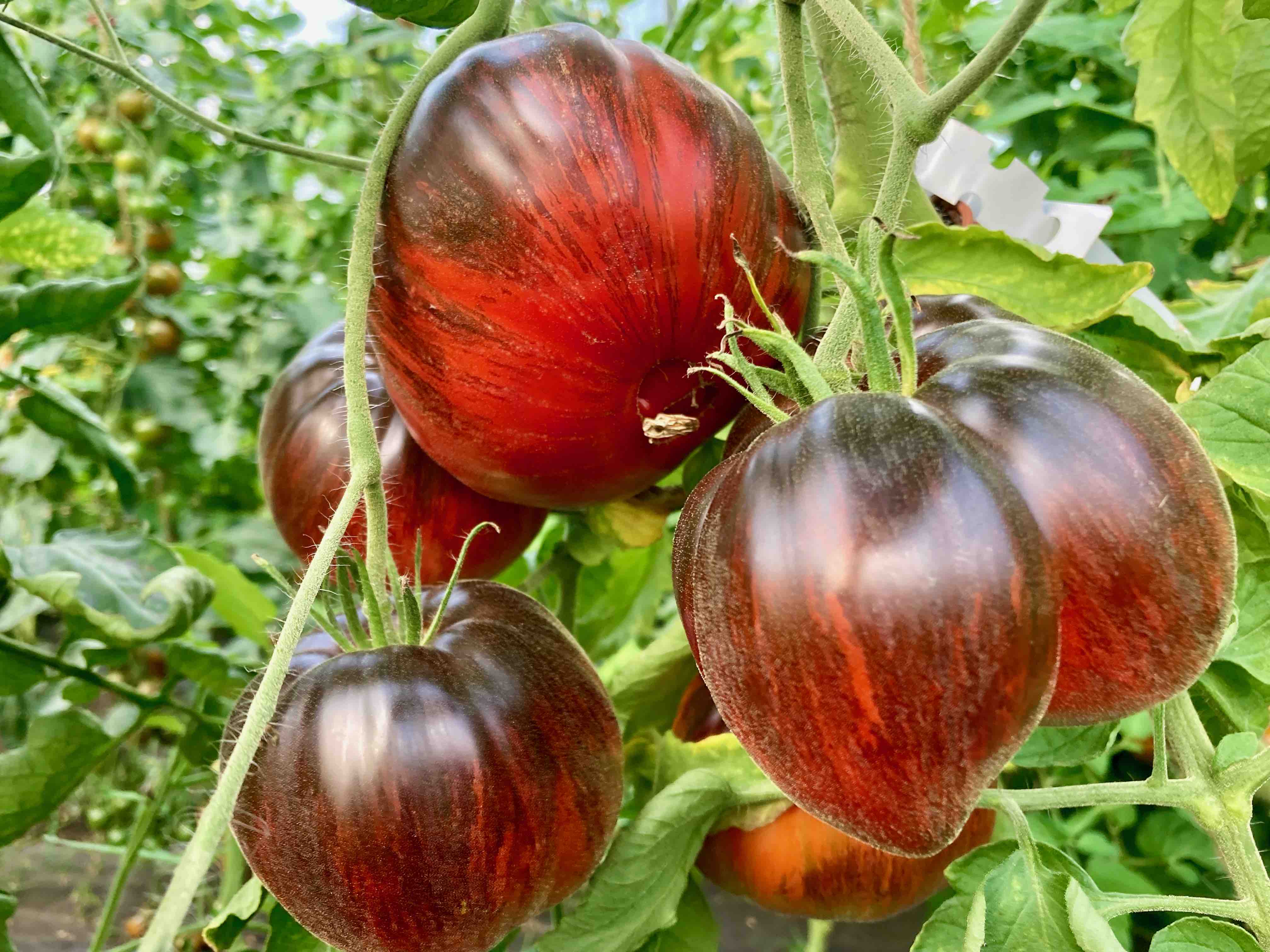 Ibiza Yelena (Saatgut)