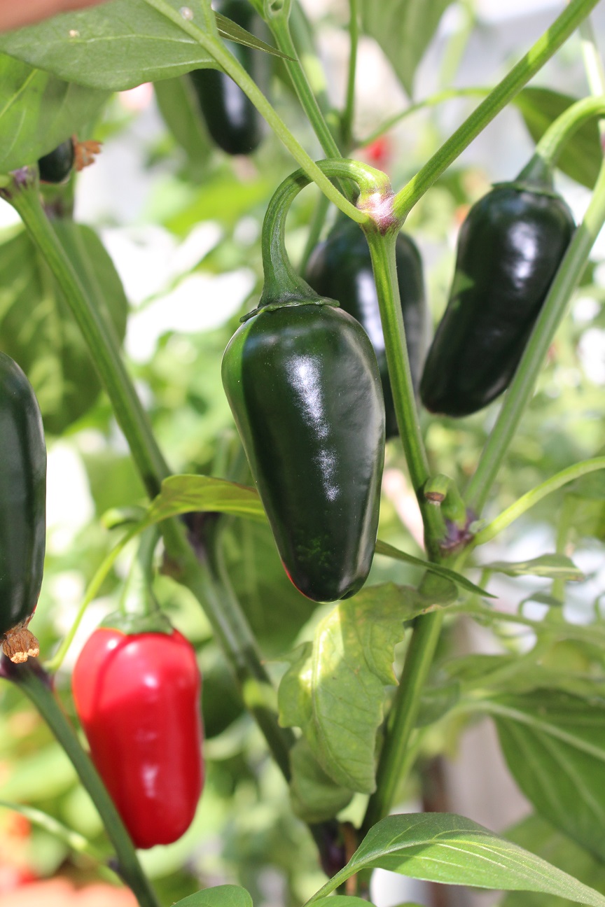 Jalapeno (Bio-Frischware)