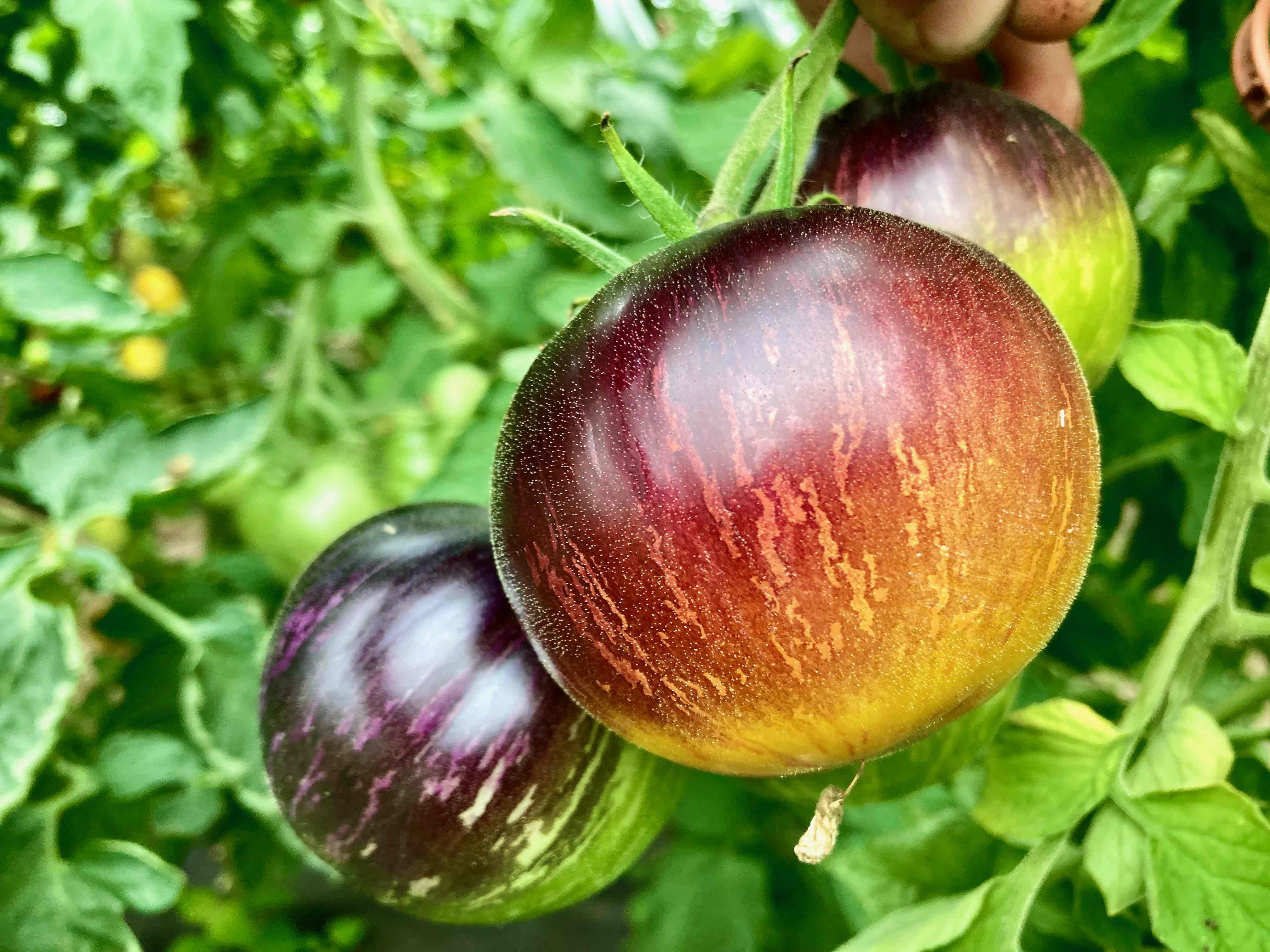 Ordinary World (Saatgut)