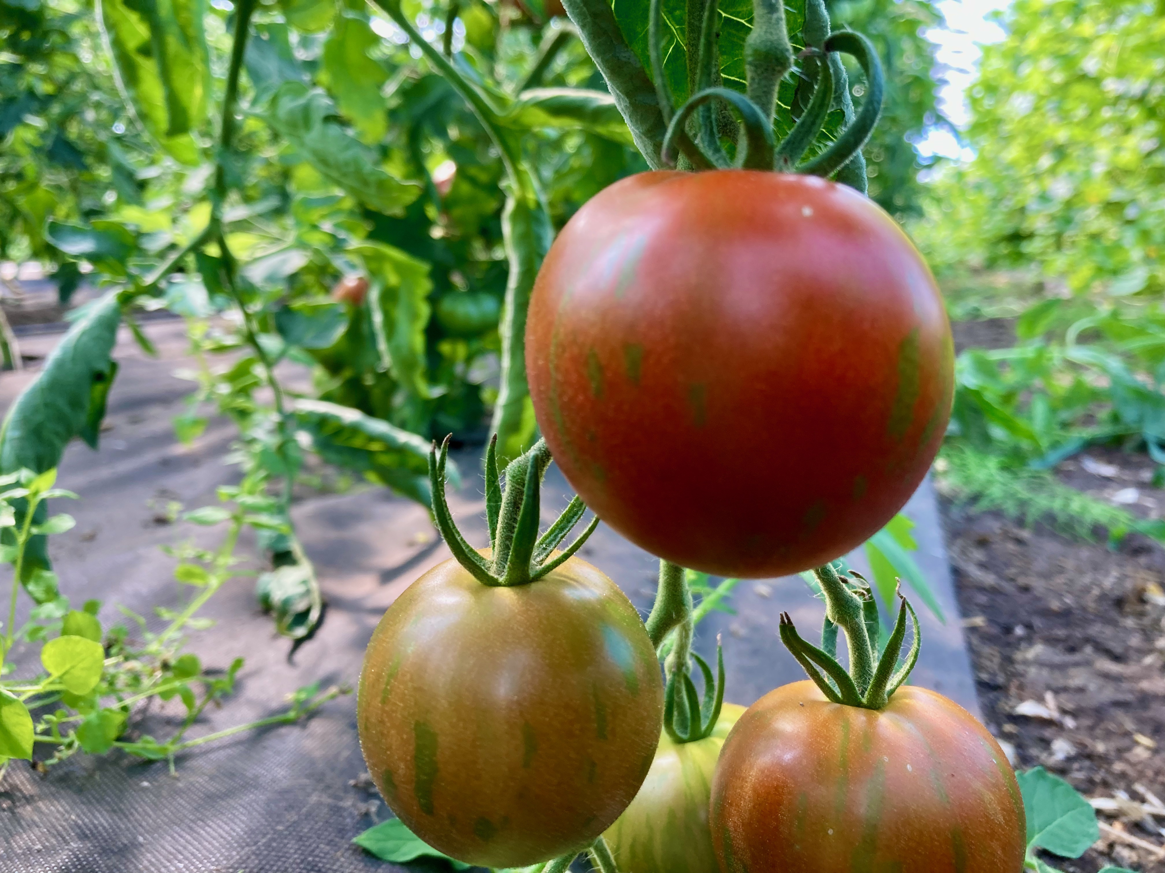 Guernsey Island (Saatgut)