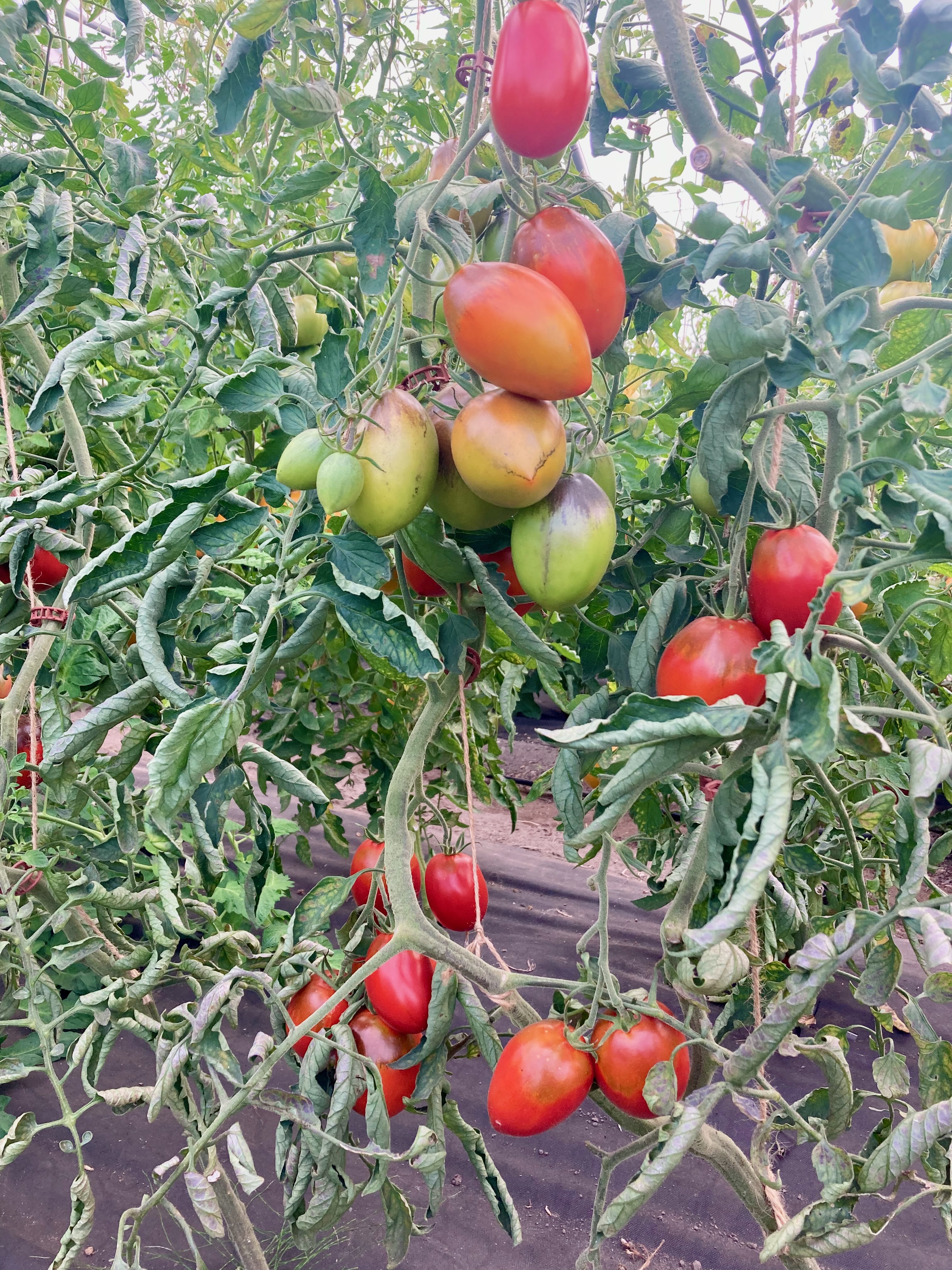 Sgt Pepper's Bronze (Saatgut)