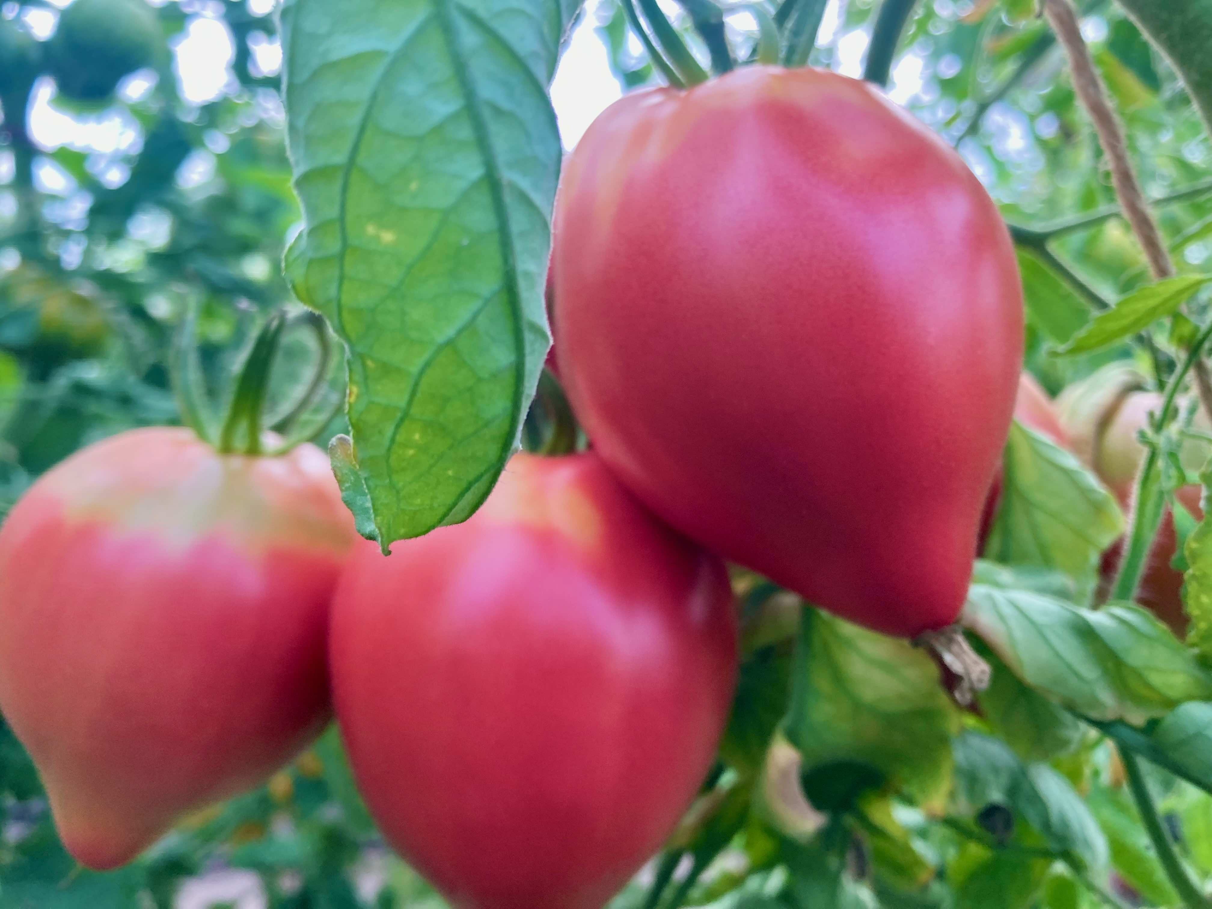 Sgt Pepper's Rose (Saatgut)