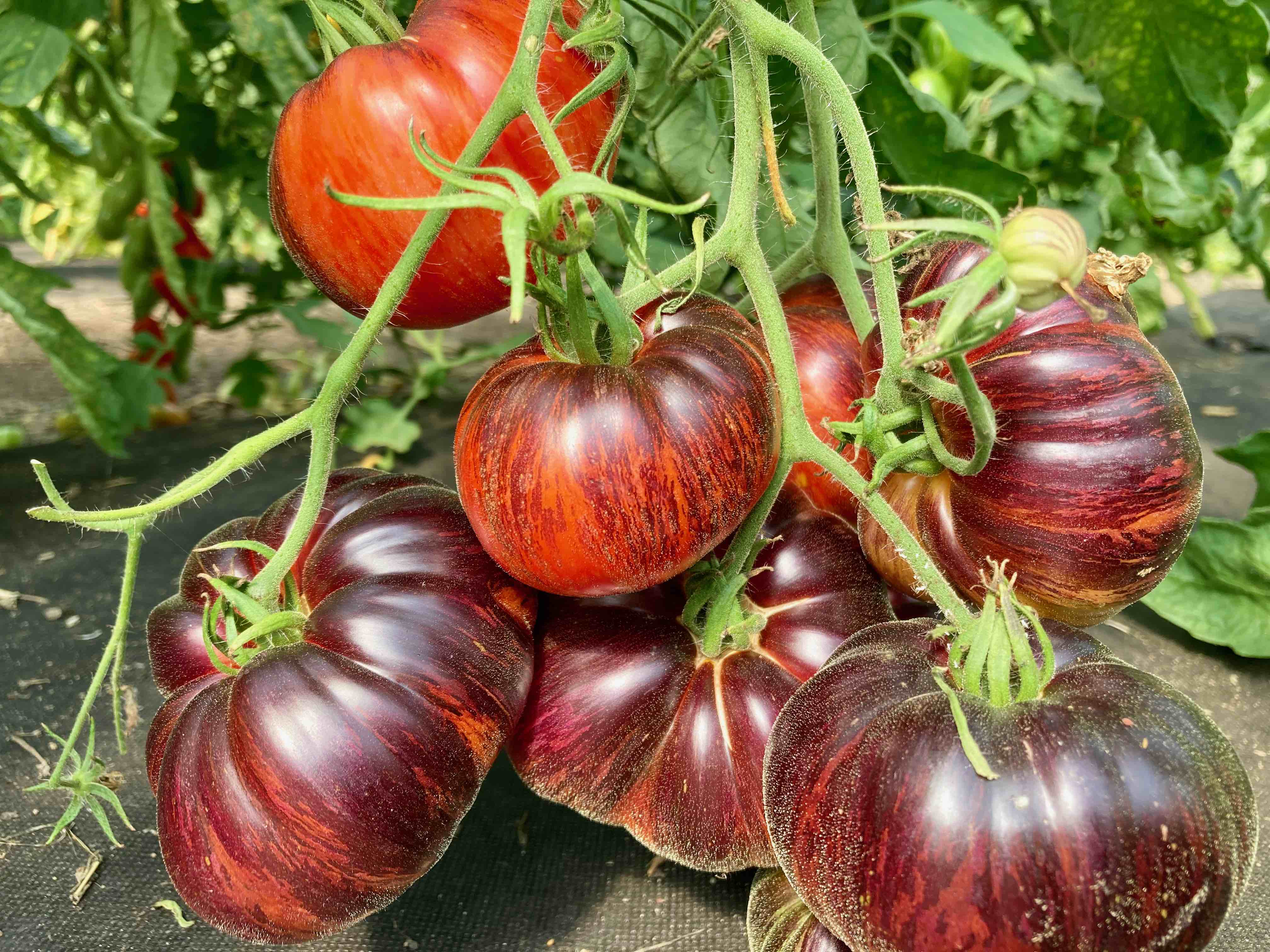 E-Obsidian (Saatgut)