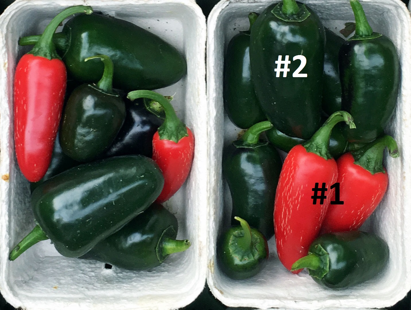 Jalapeno Sortenvergleich