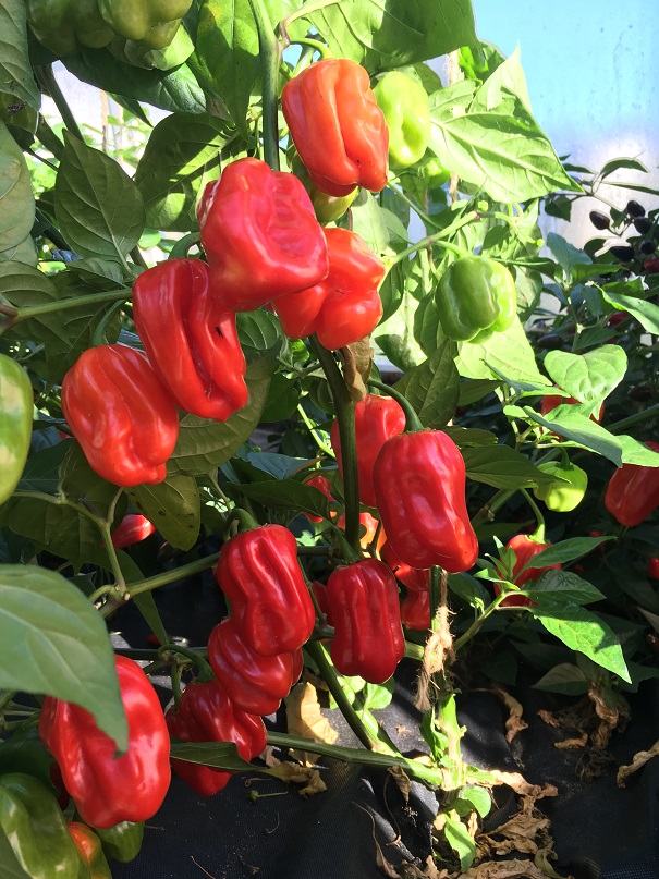 Habanero Tropical Red (Bio-Frischware)
