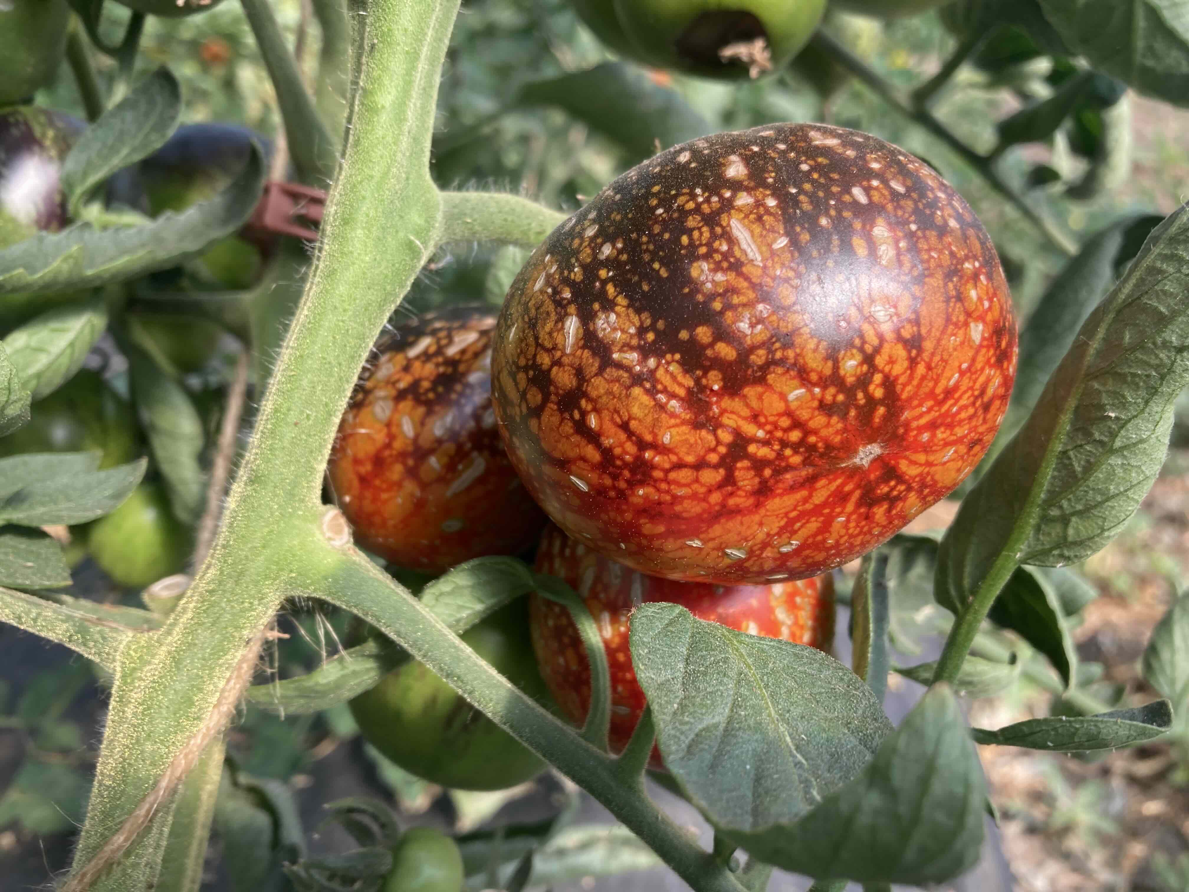 Dark Galaxy (Saatgut)