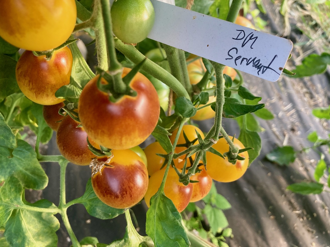 Servants - Depeche Mode (Saatgut)