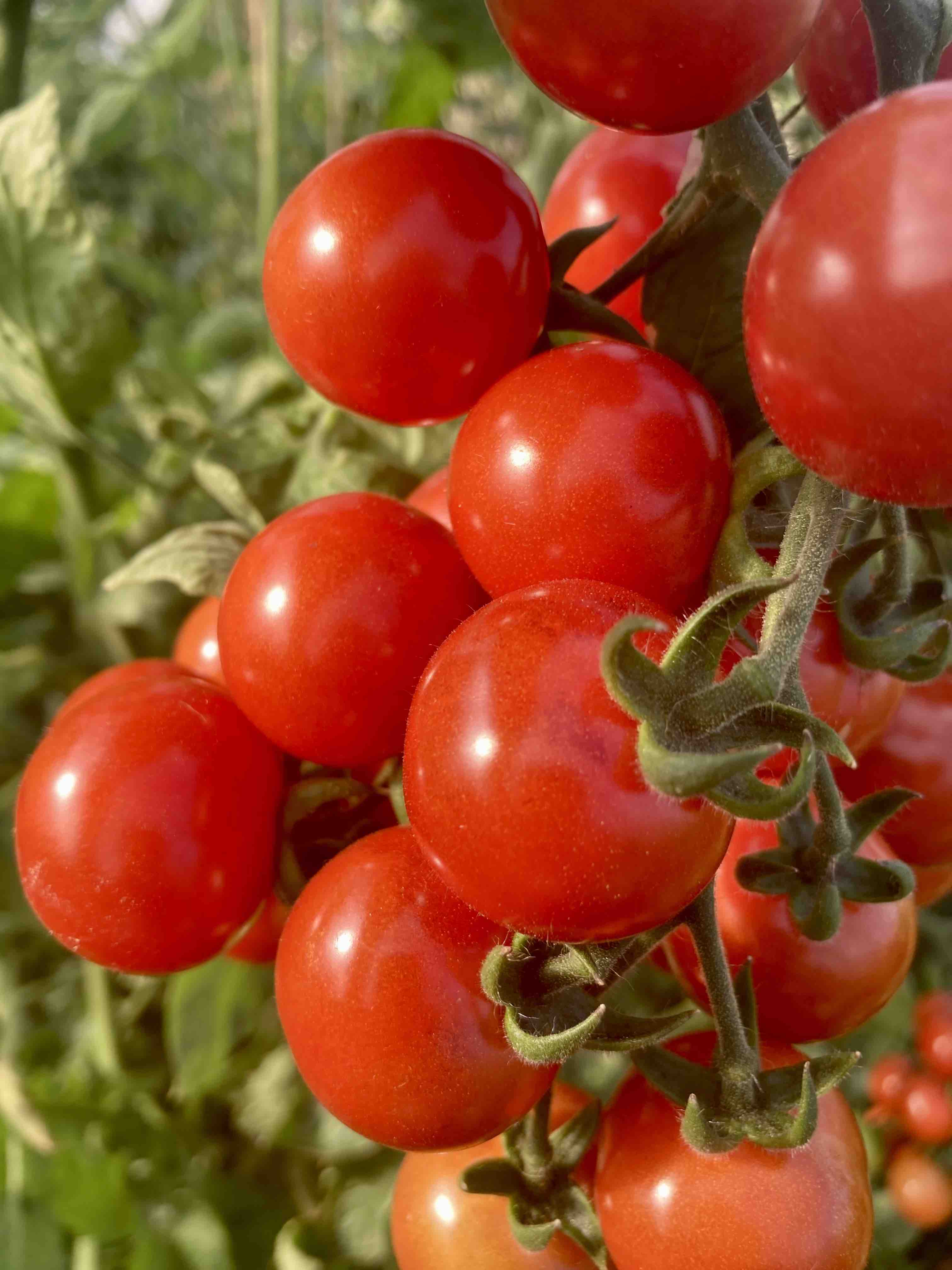 Antho Rot Braun (Saatgut)