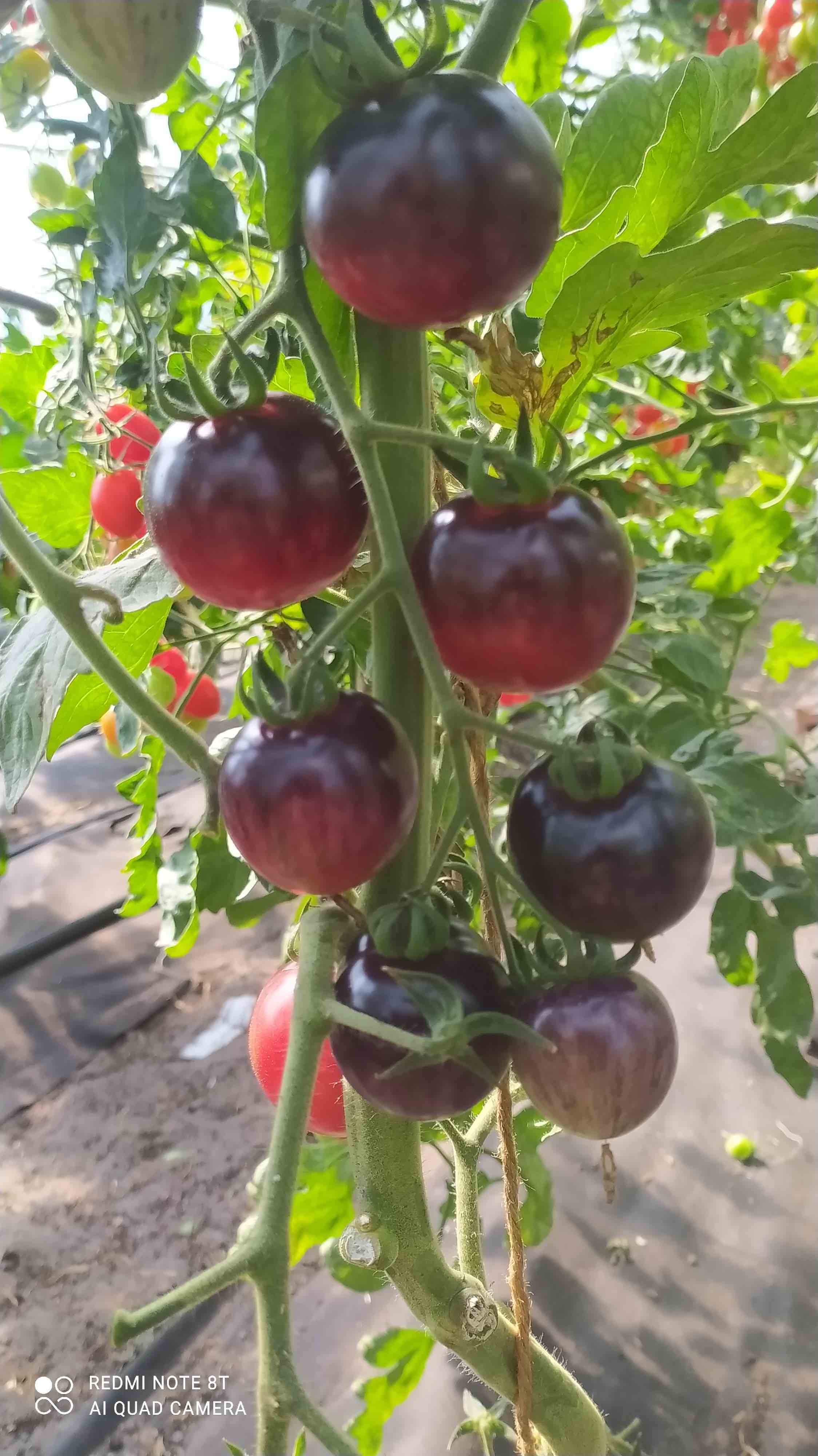 Märchenglanz (Saatgut)