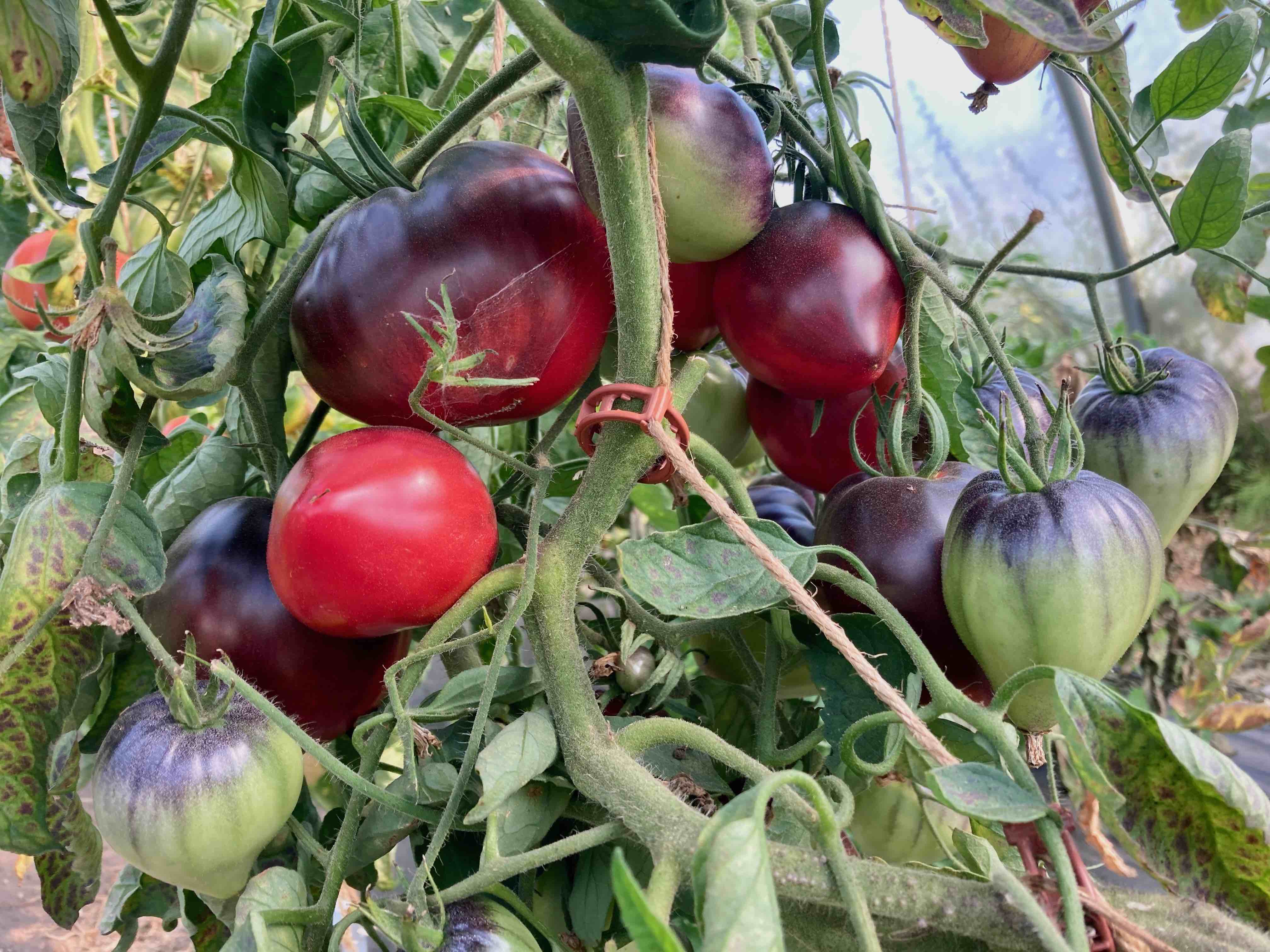 Sgt Pepper's Blue Hills (Saatgut)