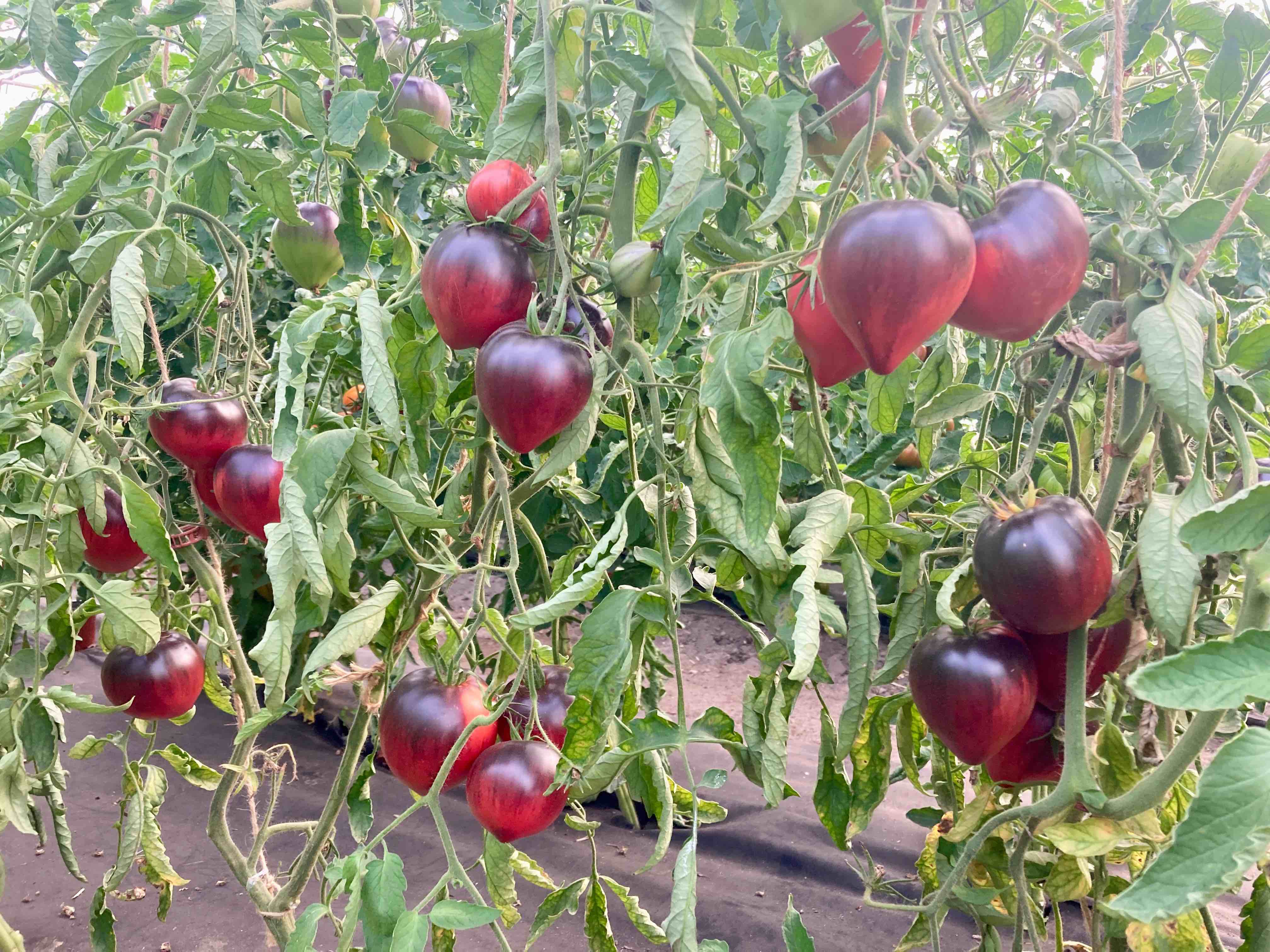 Sgt Pepper´s (Saatgut)