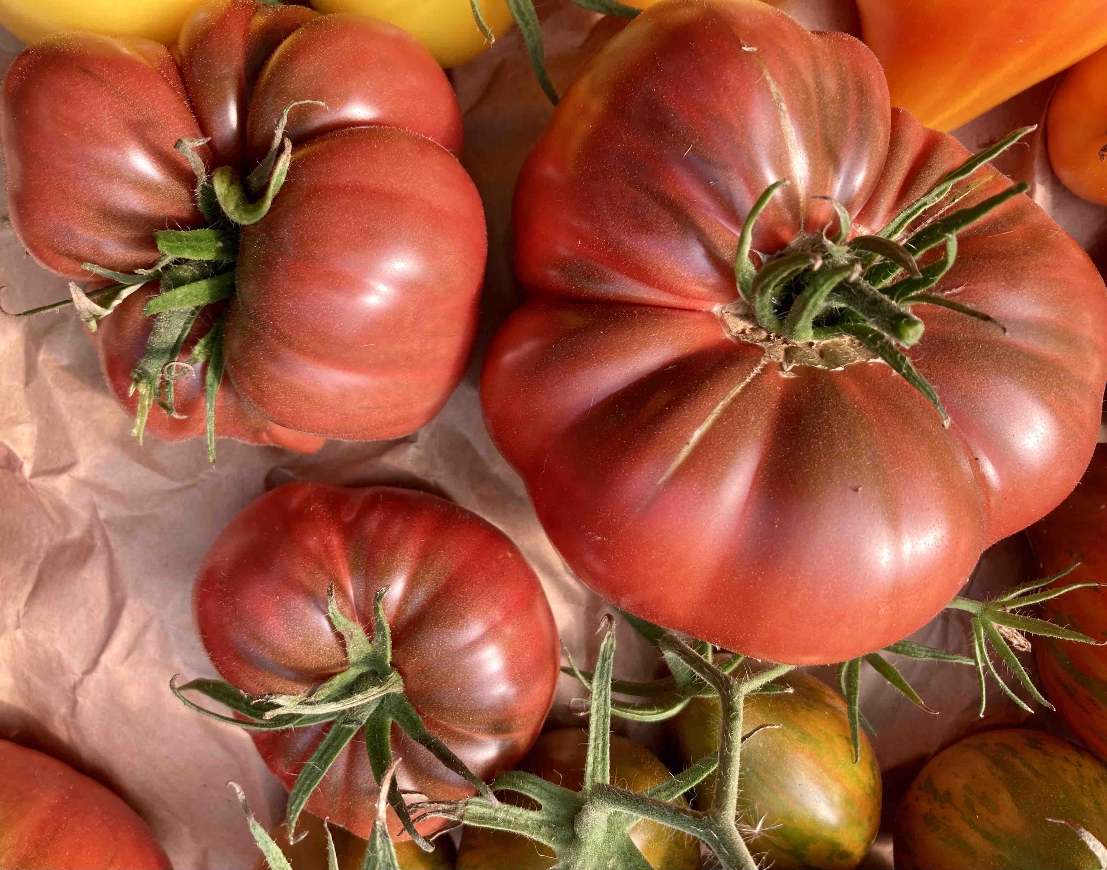 Historische Tomatensorte Polaris nebst anderen alten Züchtungen der Tomatenwelt.